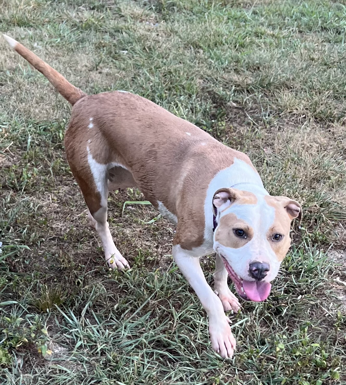 Enlarge Bindi, a Adoptable mixed breed in Charlotte, NC image 5/6
