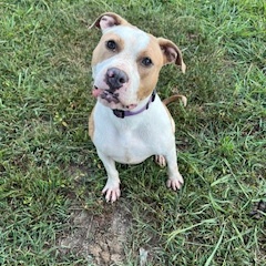Enlarge Bindi, a Adoptable mixed breed in Charlotte, NC image 2/6
