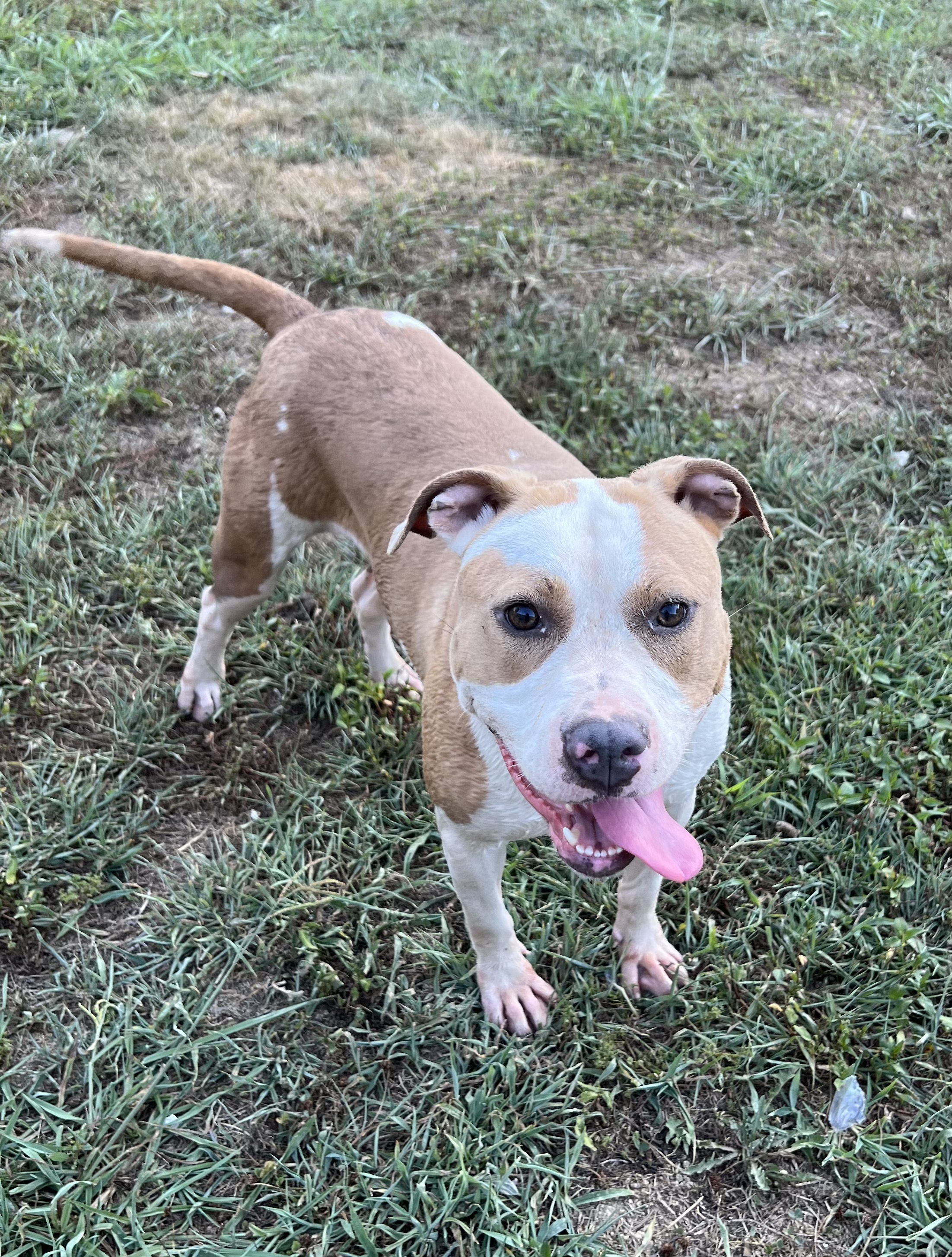 Enlarge Bindi, a Adoptable mixed breed in Charlotte, NC image 3/6
