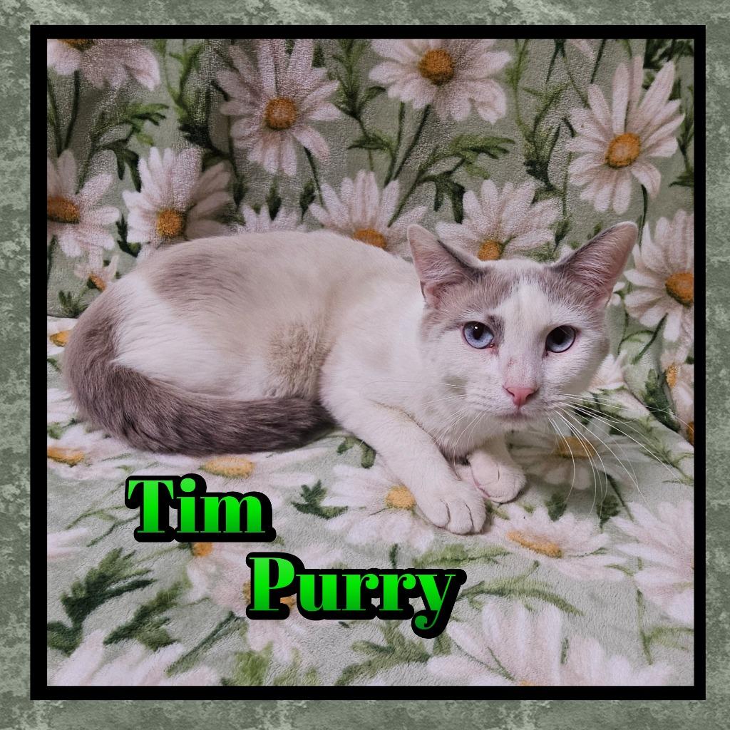 Tim Purry, Adoptable, Young Male Domestic Short Hair.