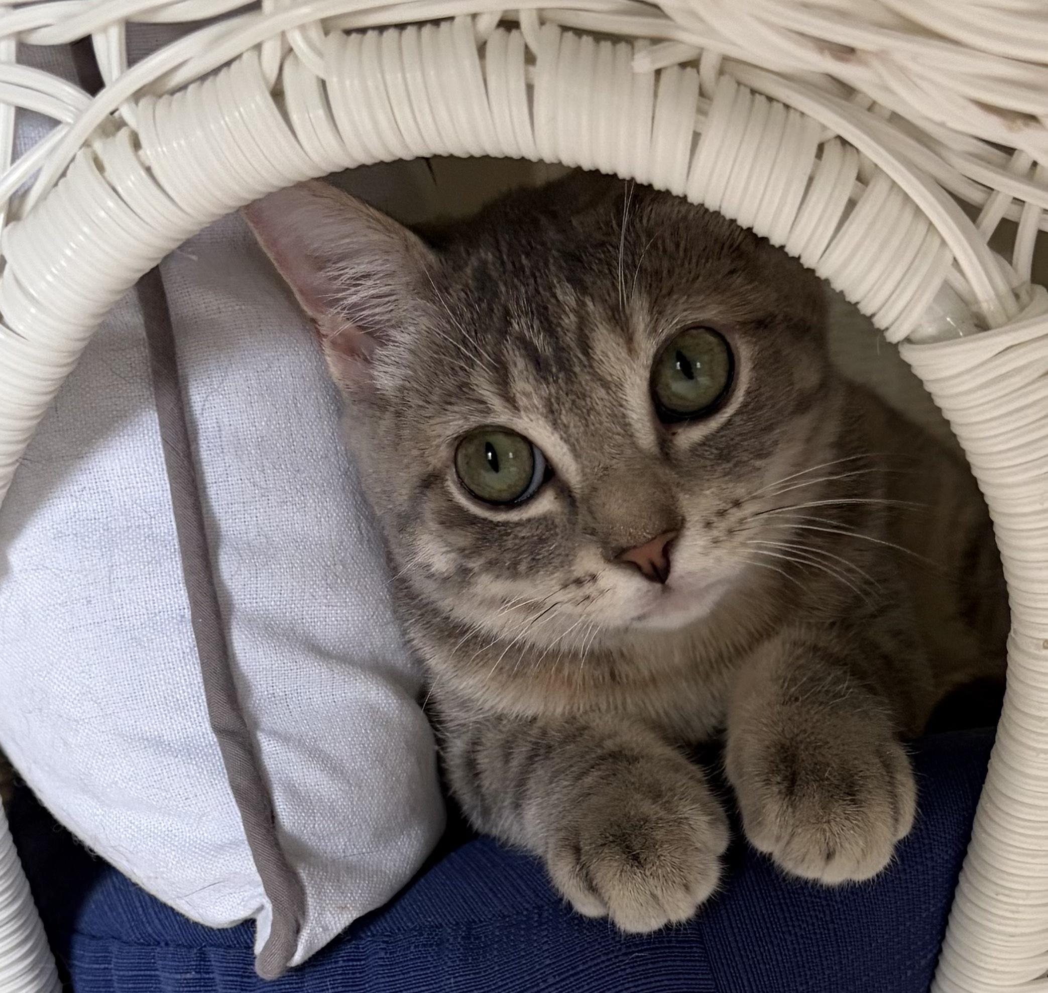 Kelsey, Adoptable, Kitten Female Domestic Short Hair.