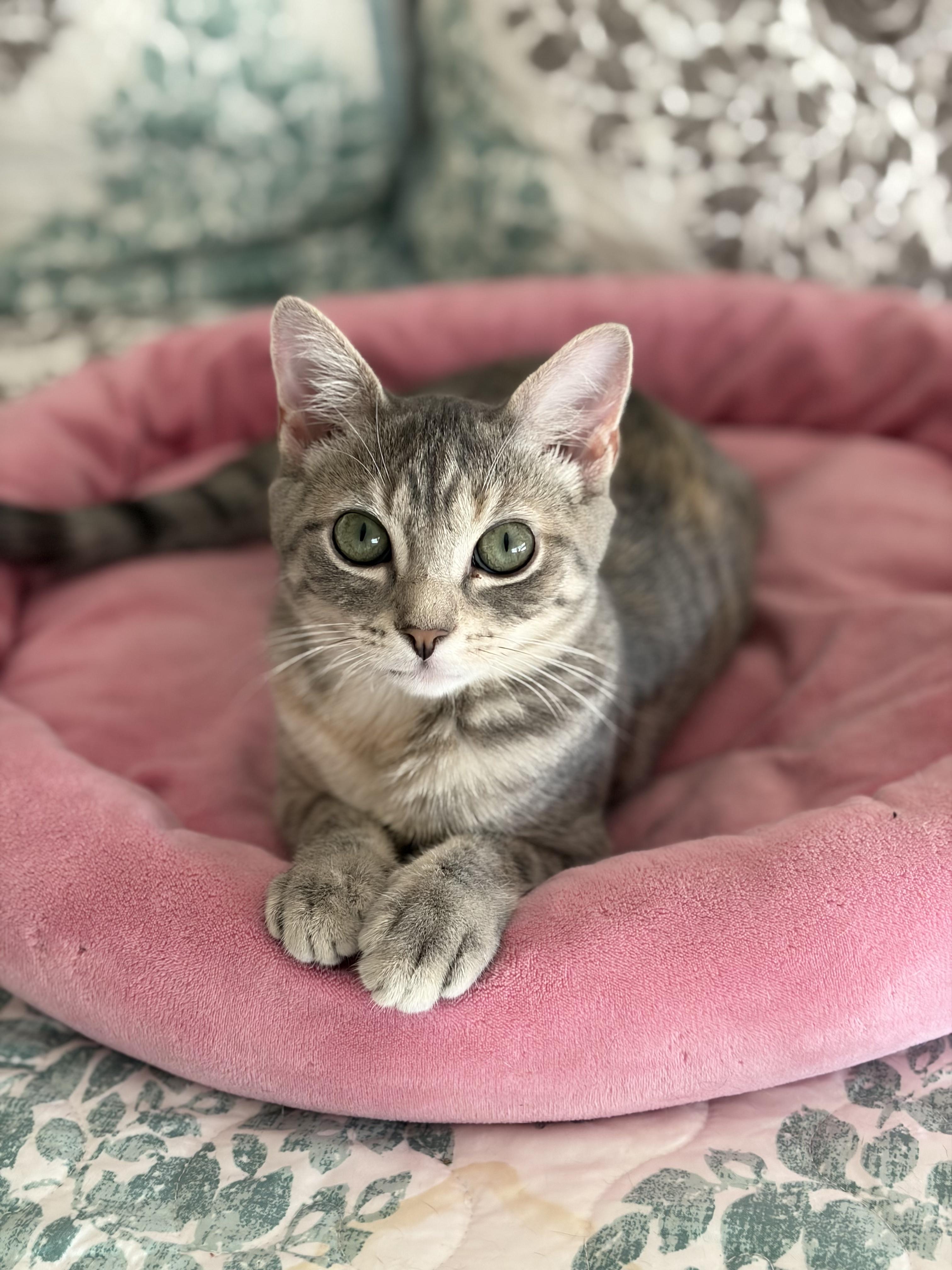 Enlarge Kelsey, a Adoptable mixed breed in Centreville, VA image 2/6
