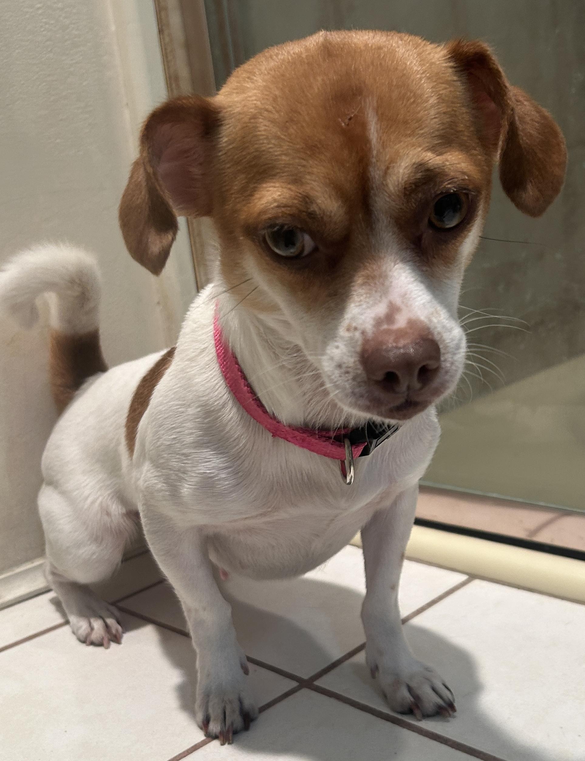 BELLA, a ADOPTABLE mixed breed in El Cajon, CA image 4/6