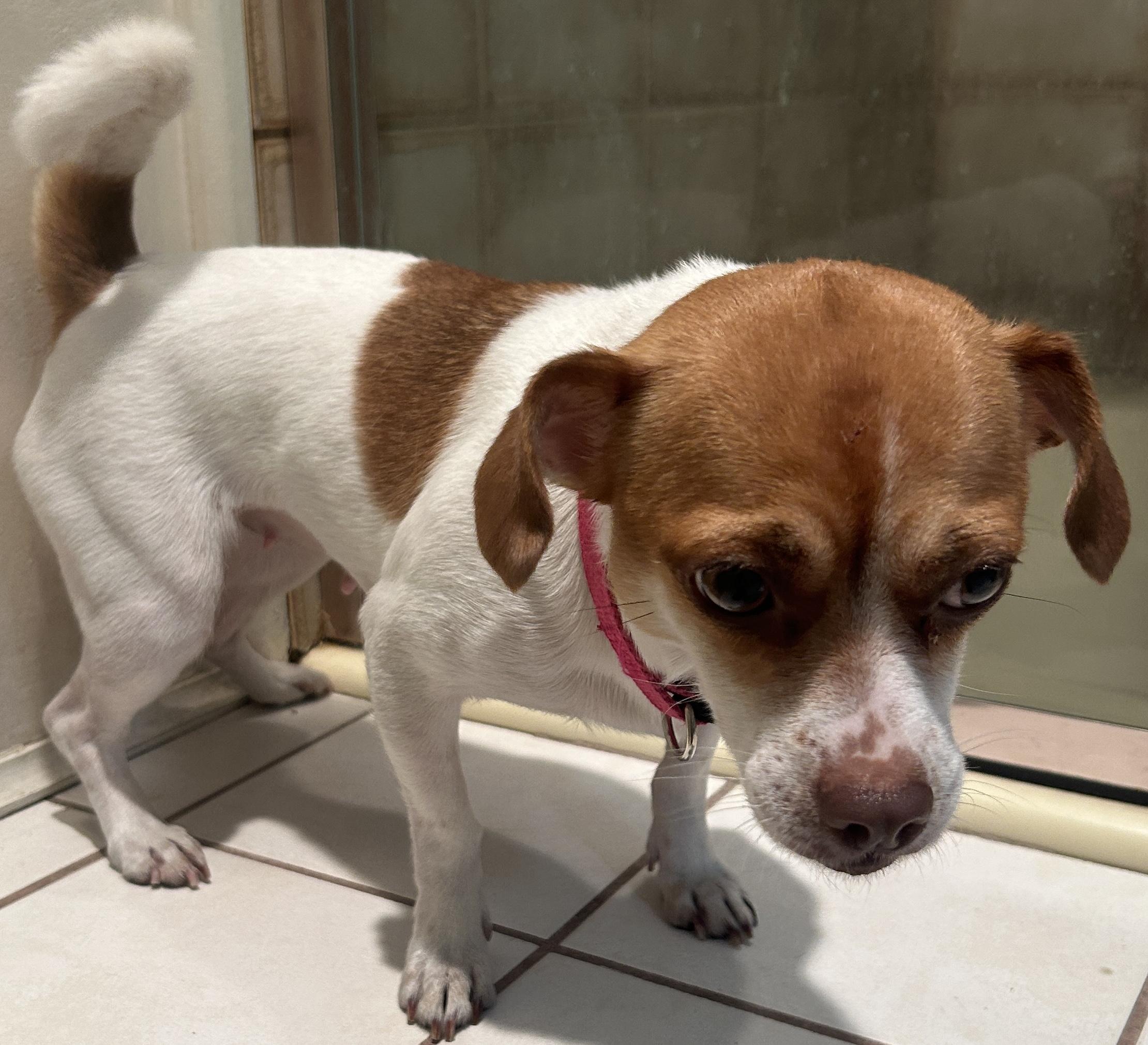 BELLA, a ADOPTABLE mixed breed in El Cajon, CA image 5/6