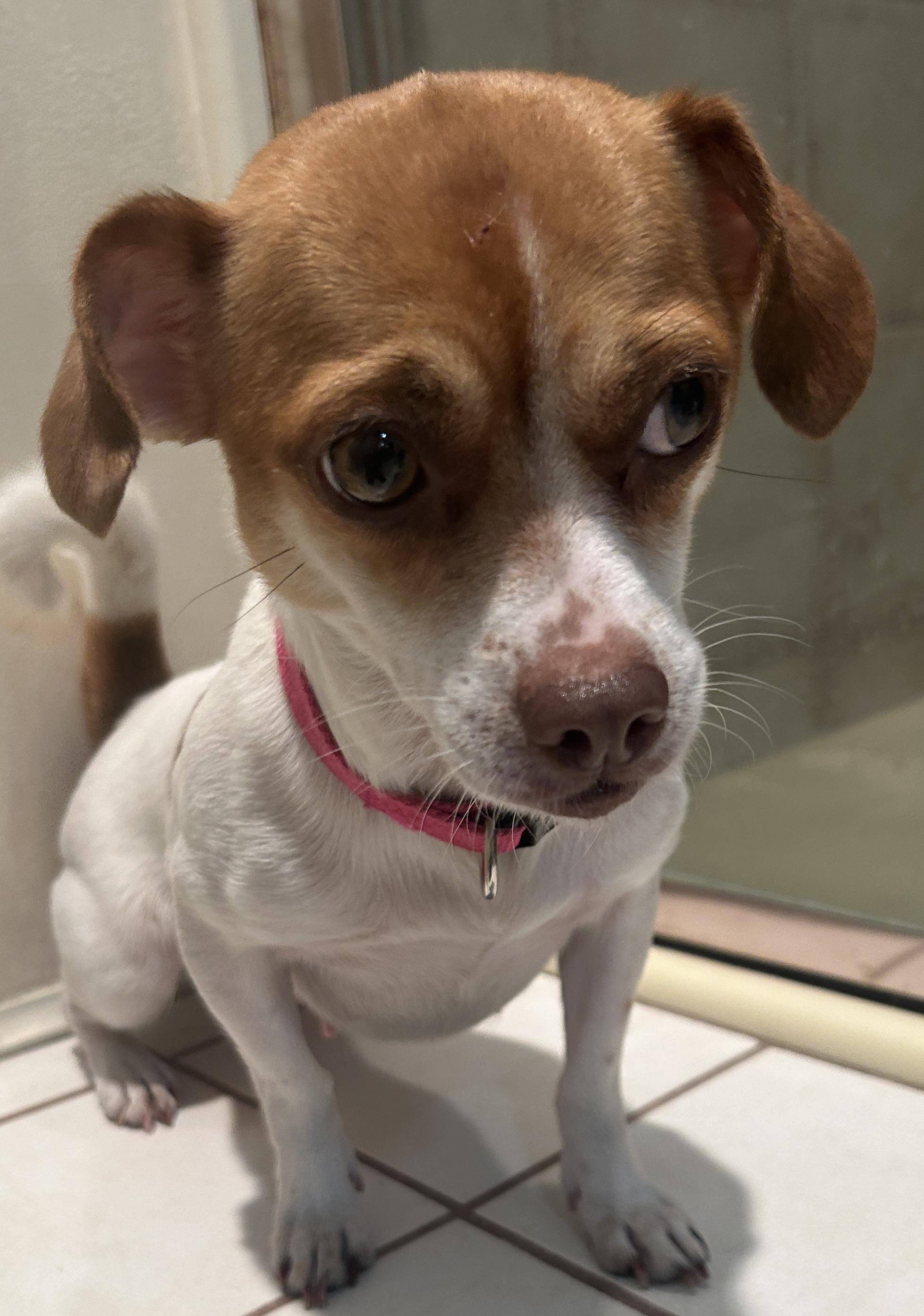 BELLA, a ADOPTABLE mixed breed in El Cajon, CA image 2/6