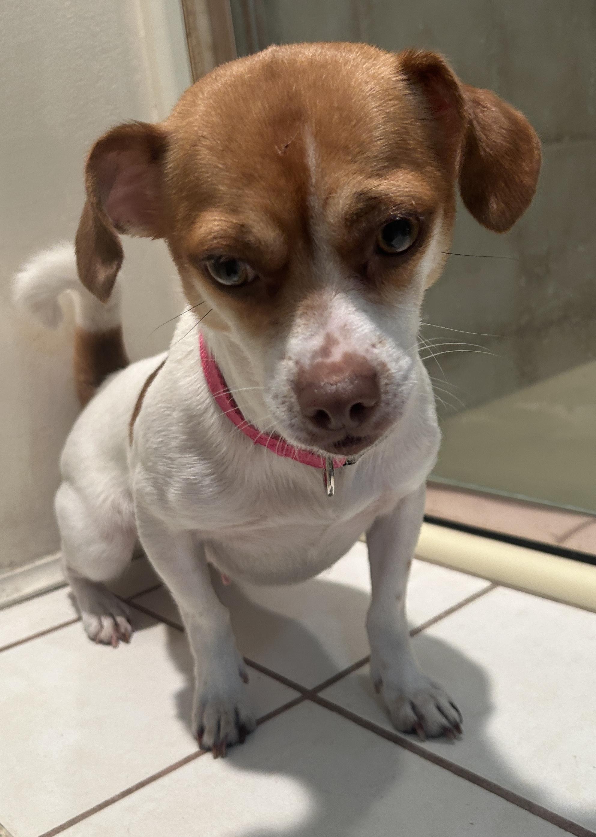 BELLA, a ADOPTABLE mixed breed in El Cajon, CA image 6/6