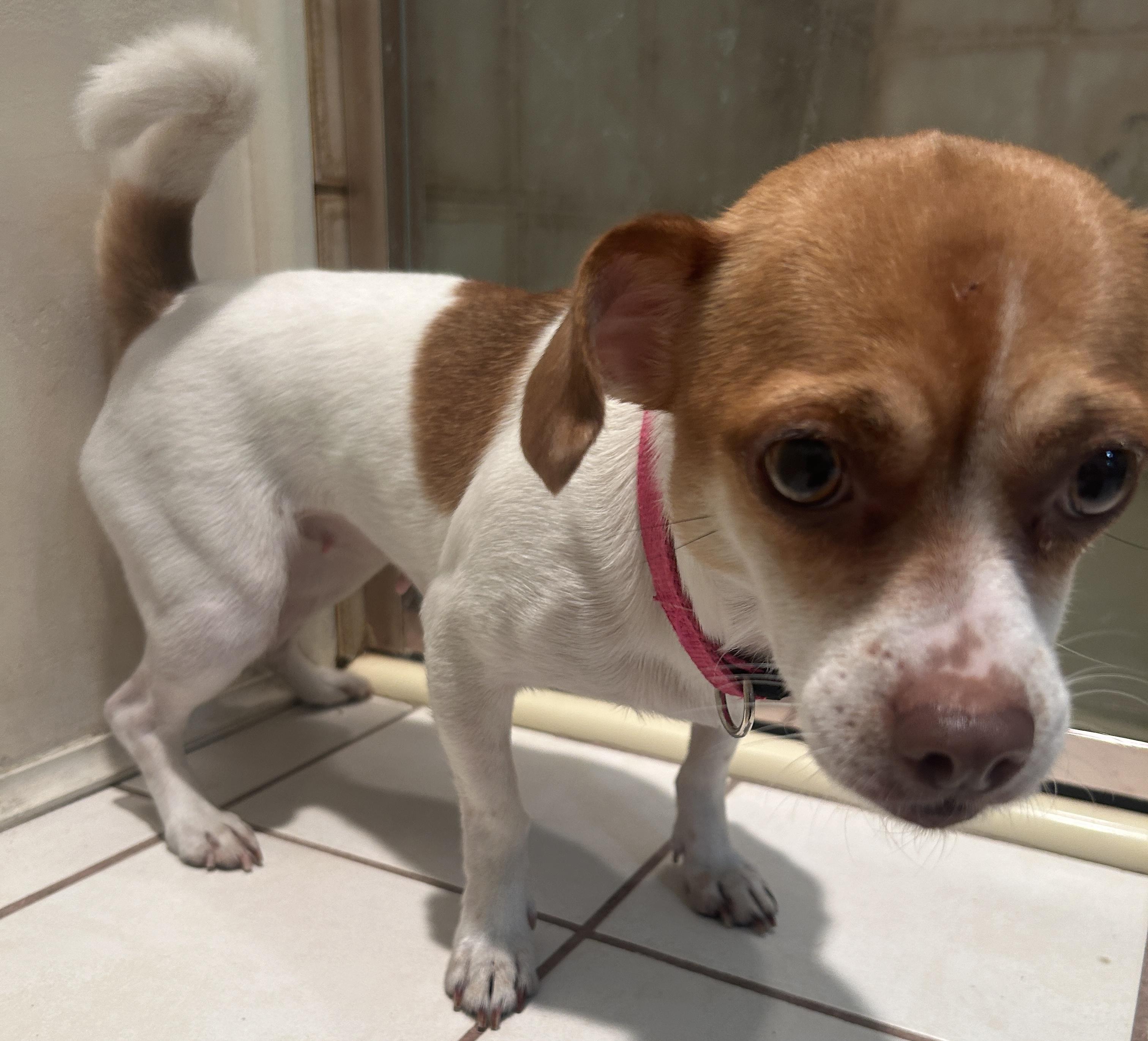 BELLA, ADOPTABLE, Adult Female Chihuahua.