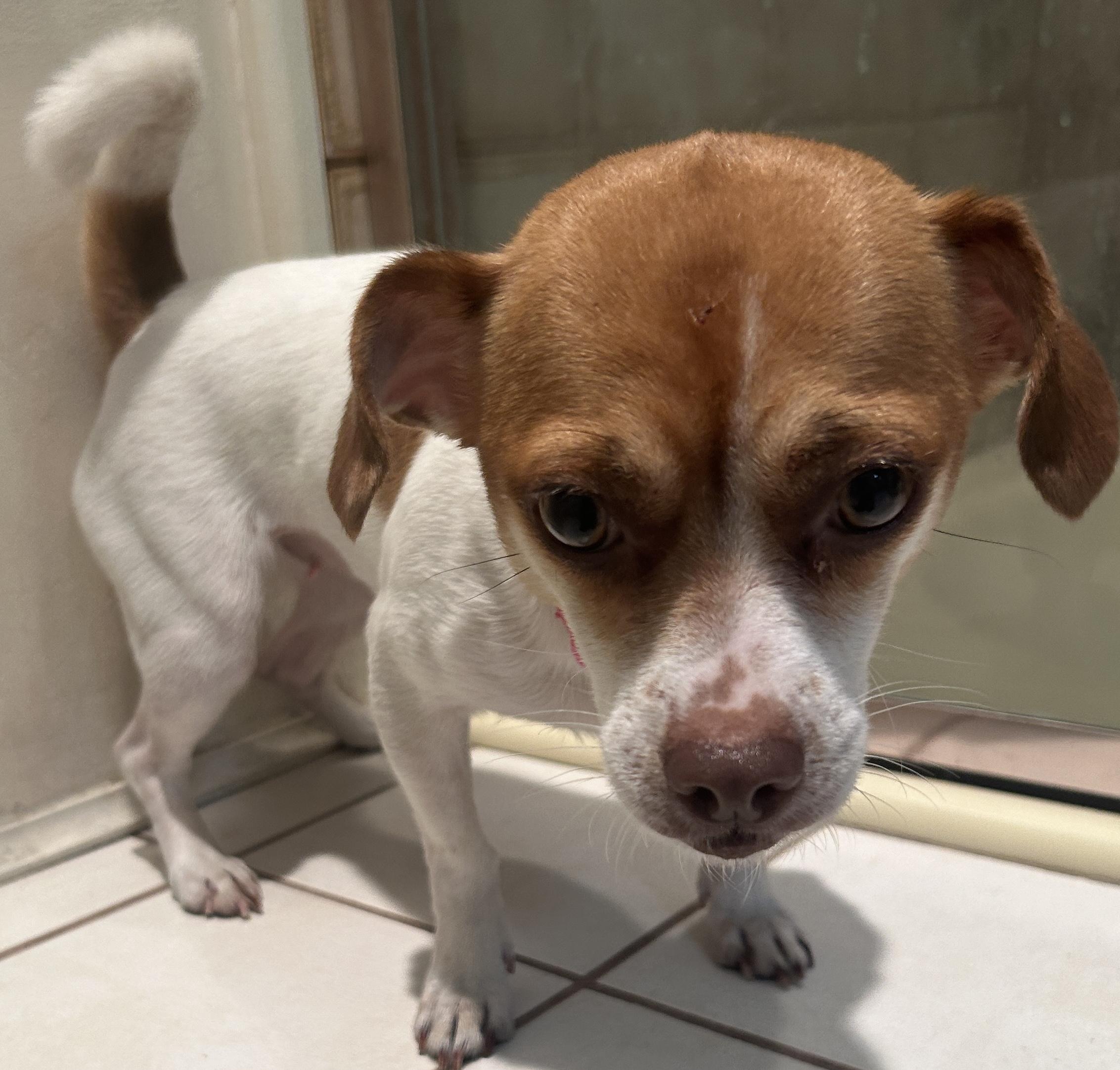 BELLA, a ADOPTABLE mixed breed in El Cajon, CA image 3/6