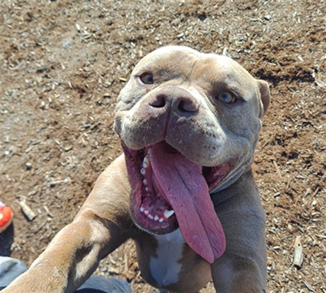 HARVEY, Adoptable, Young Male American Staffordshire Terrier & Mixed Breed.