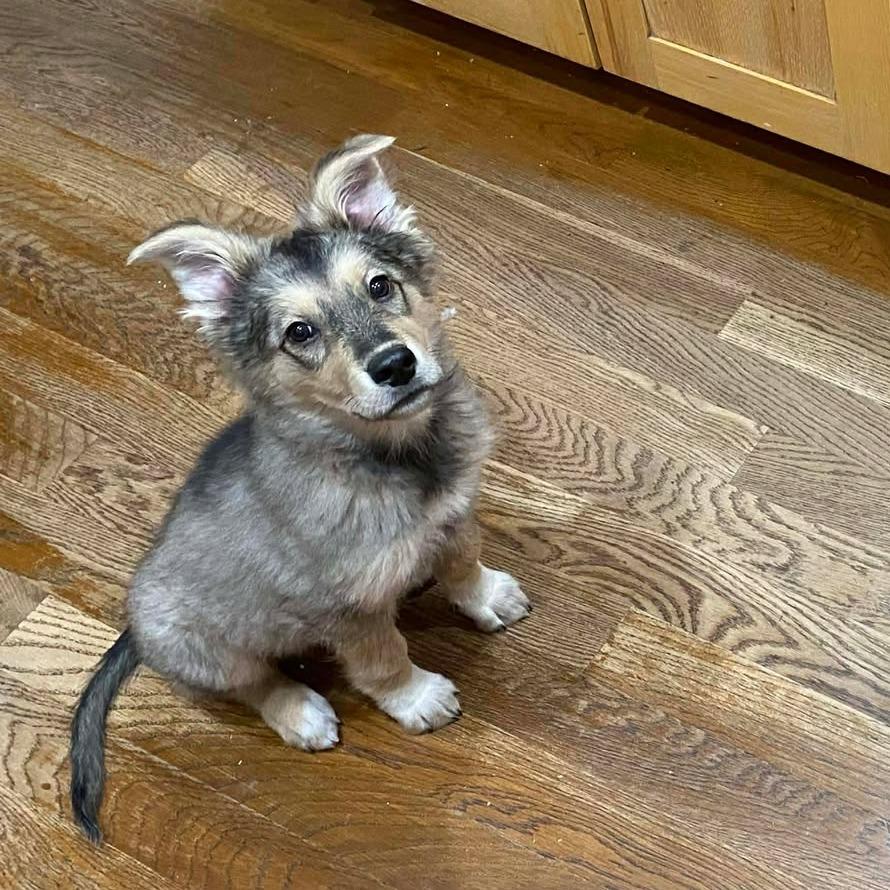Romeo - Chip (Marigold Puppy 3), Adoptable, Puppy Male Shepherd & Mixed Breed.