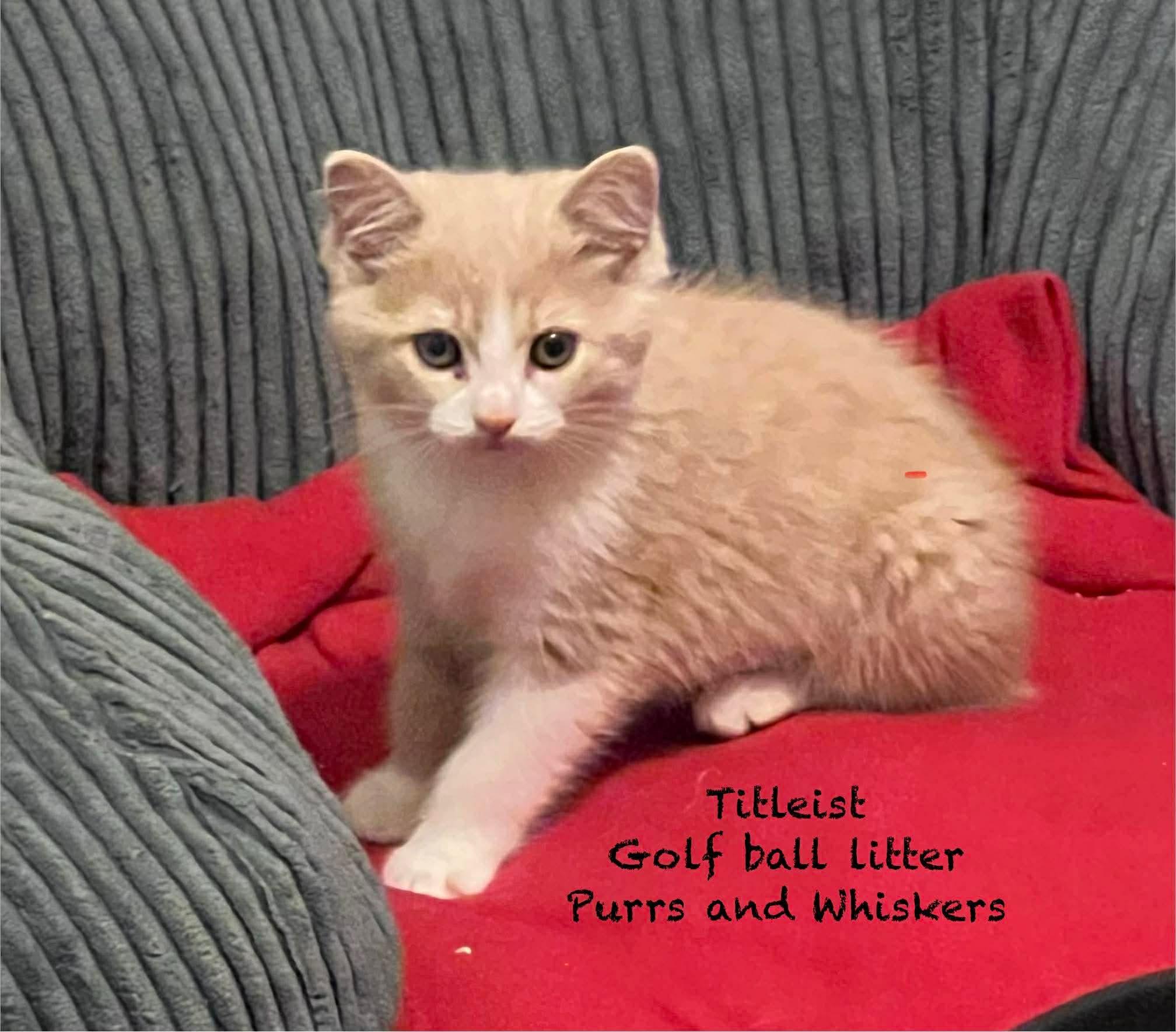 Titleist, ADOPTABLE, Kitten Female Domestic Short Hair.
