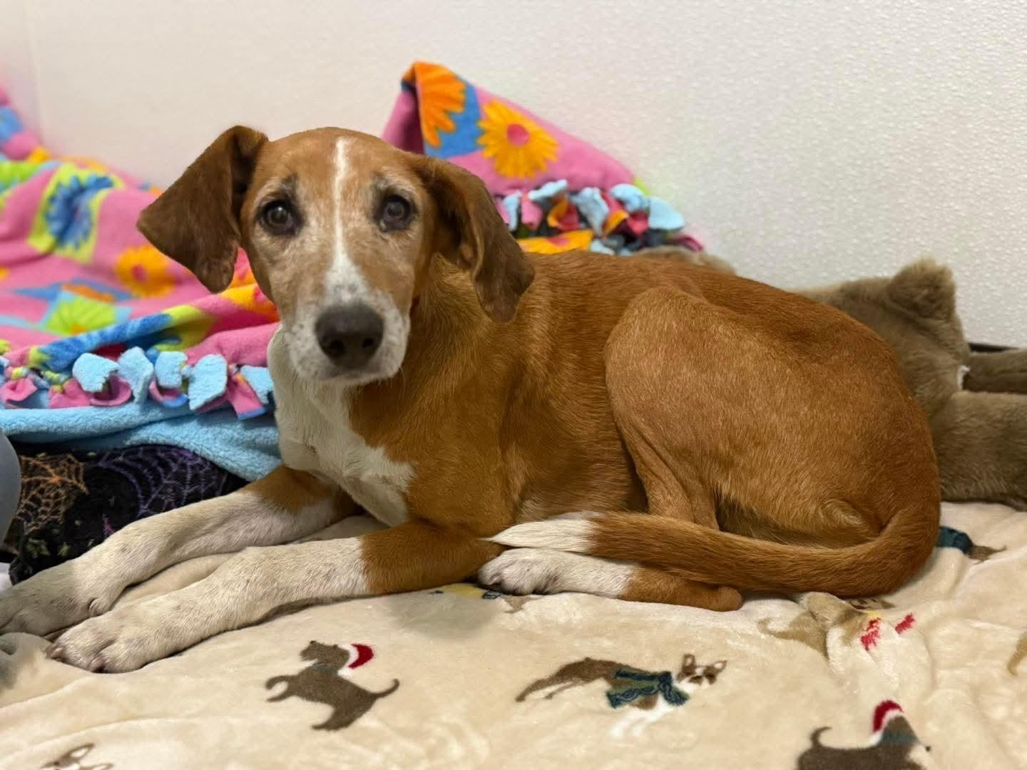 Enlarge Pumpkin, a Adoptable mixed breed in Macclesfield, NC image 1/2