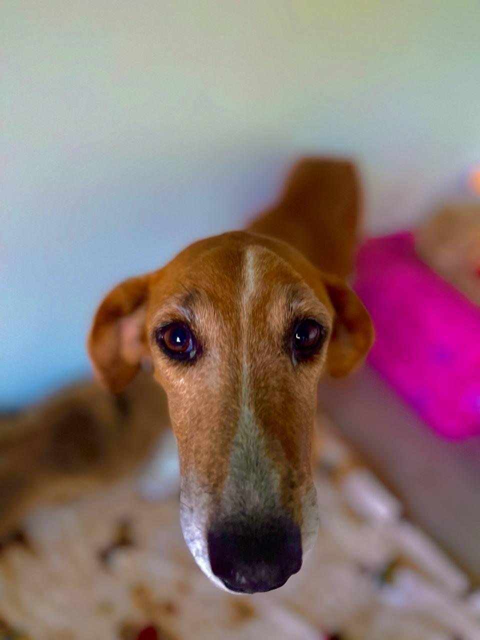 Enlarge Pumpkin, a Adoptable mixed breed in Macclesfield, NC image 2/2