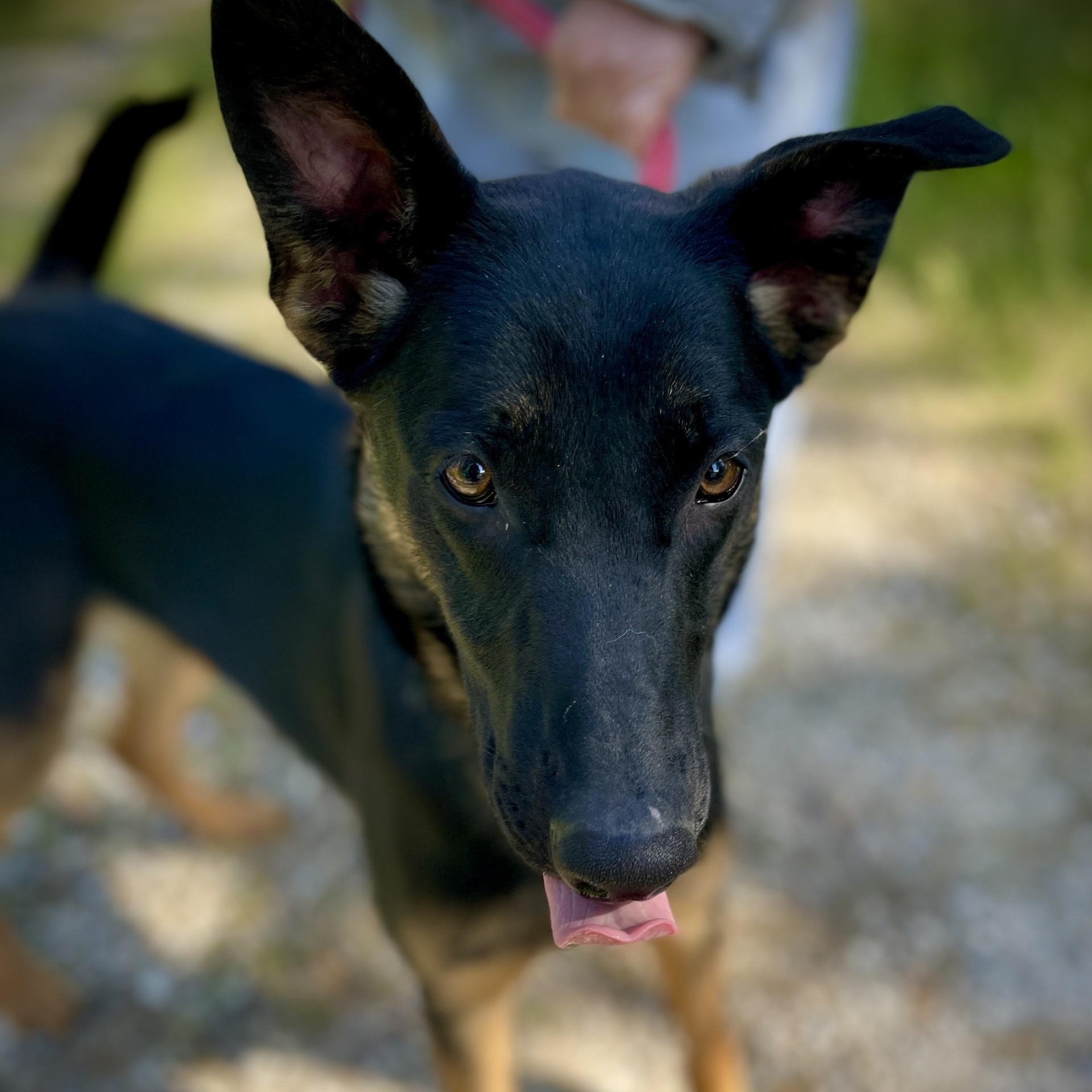 Enlarge Luna, a ADOPTABLE Belgian Shepherd / Malinois in San Andreas, CA image 4/4