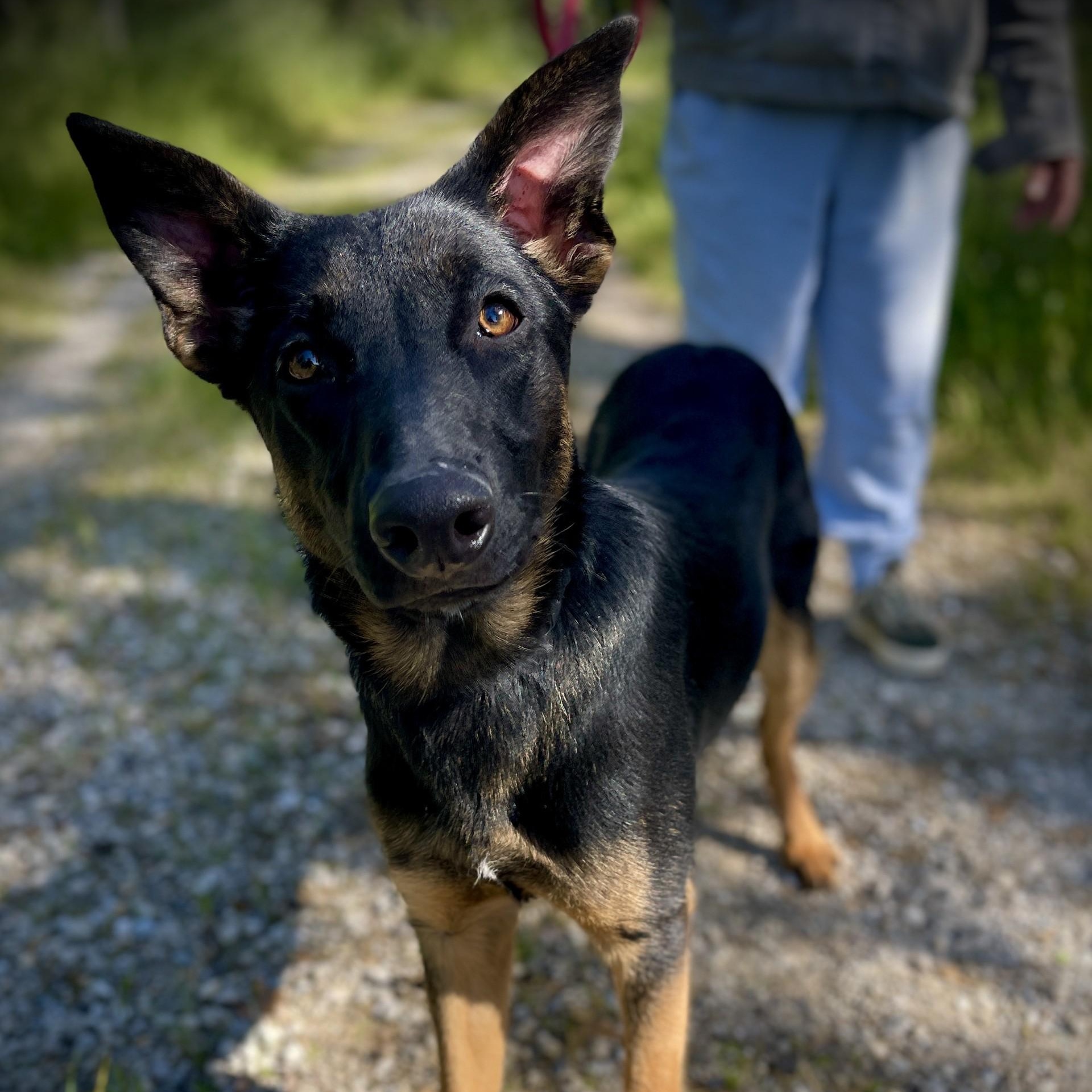 Enlarge Luna, a ADOPTABLE Belgian Shepherd / Malinois in San Andreas, CA image 2/4