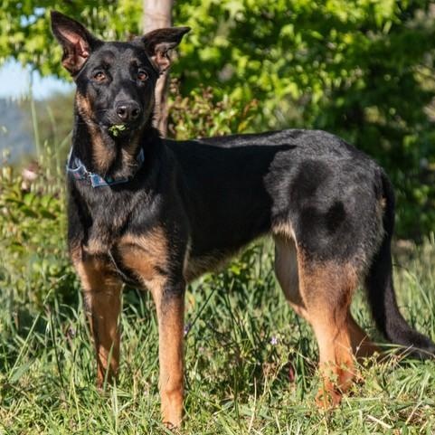 Enlarge Luna, a ADOPTABLE Belgian Shepherd / Malinois in San Andreas, CA image 3/4
