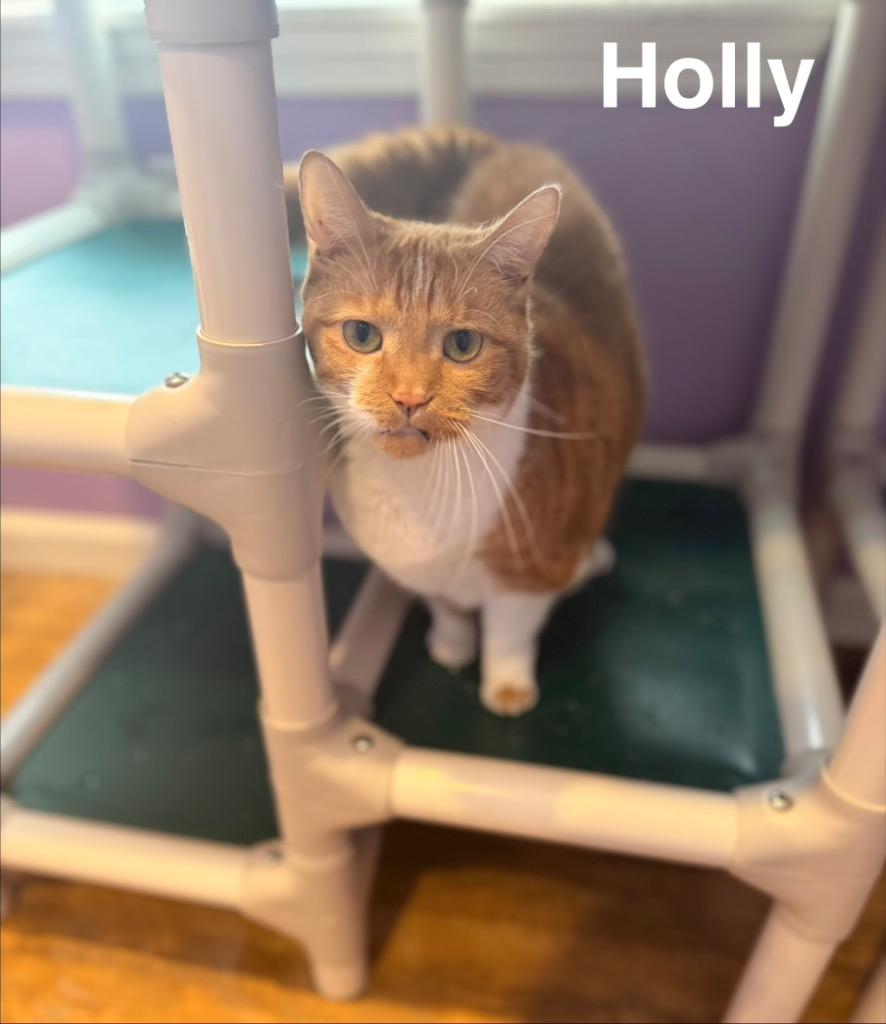 Enlarge Holly, a Adoptable mixed breed in Cambridge, MD image 1/1
