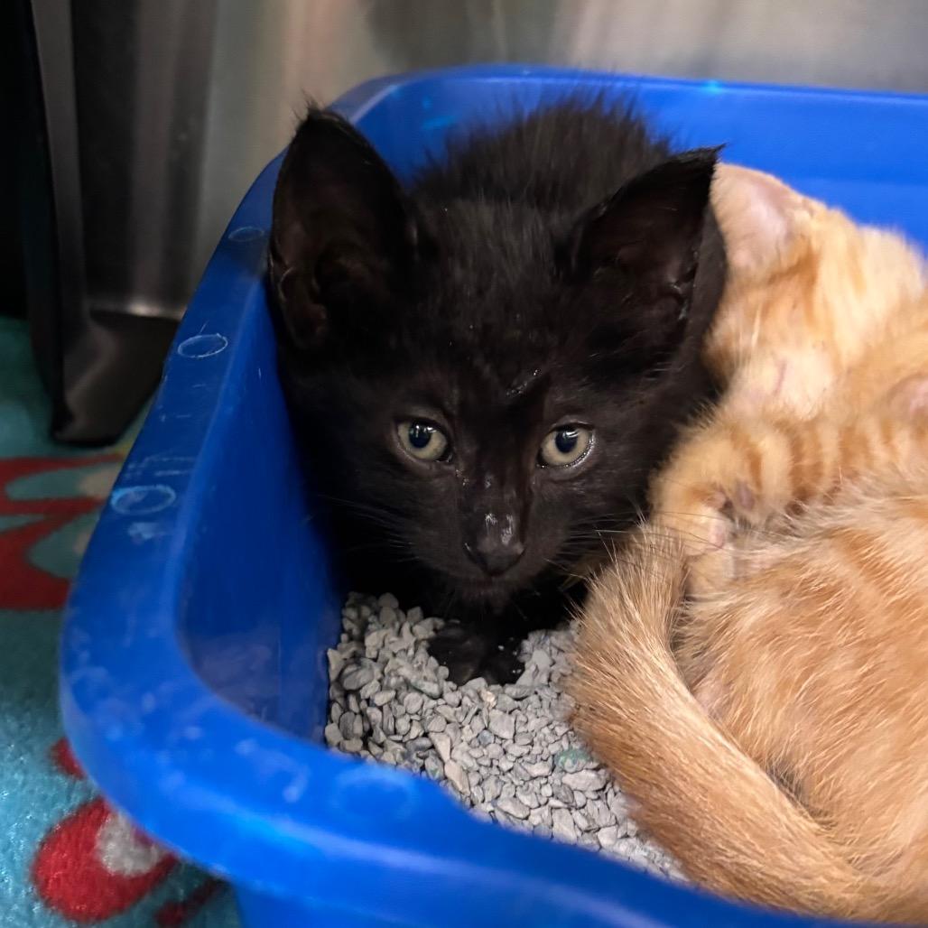 Mac, Adoptable, Kitten Male Domestic Short Hair.