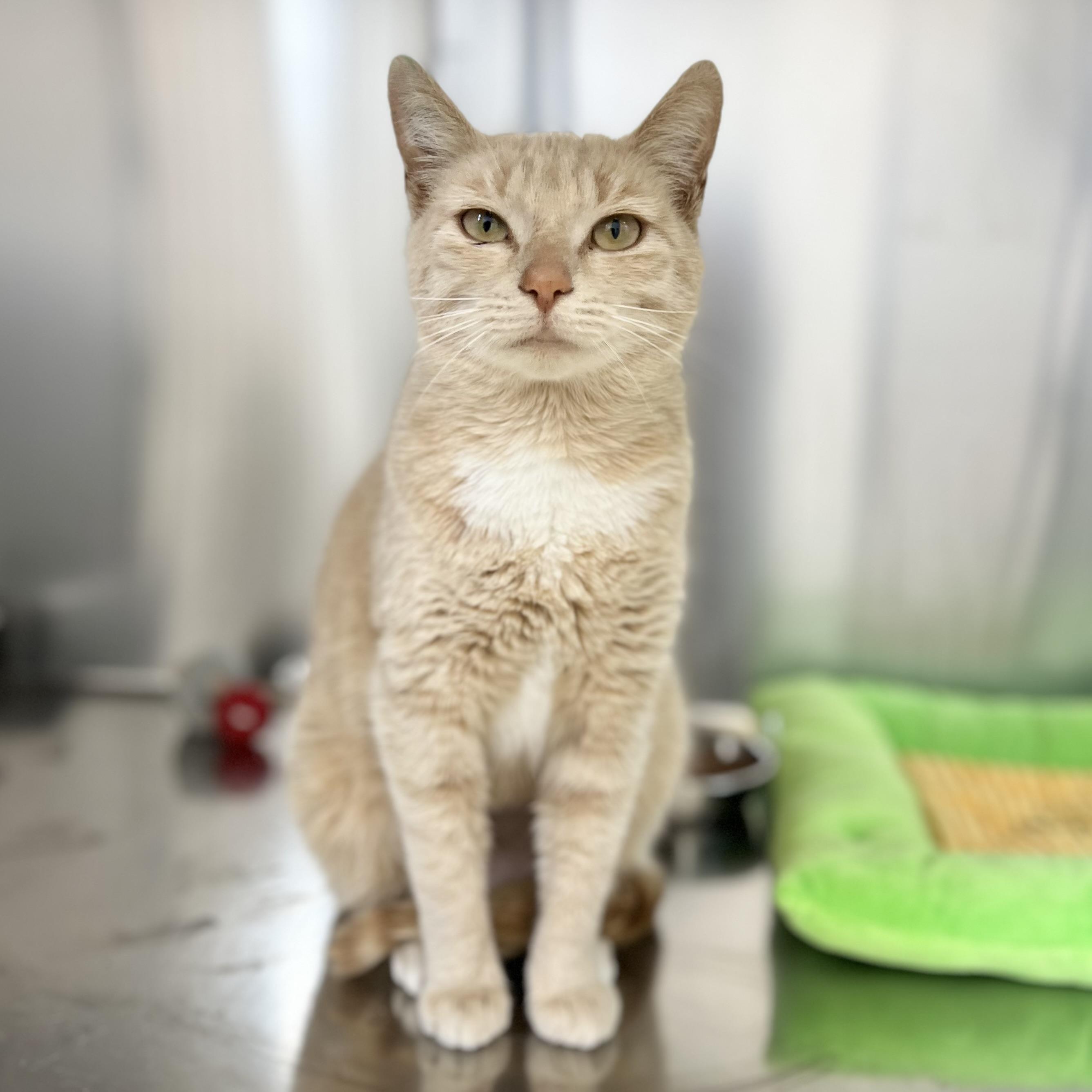 Enlarge Duchess, an adopted Domestic Short Hair in St Stephen, NB image 1/1