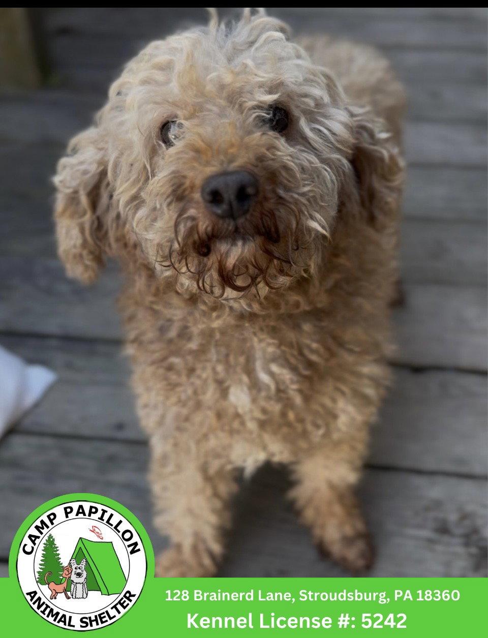 Dolly, Adoptable, Young Female Poodle & Golden Retriever.