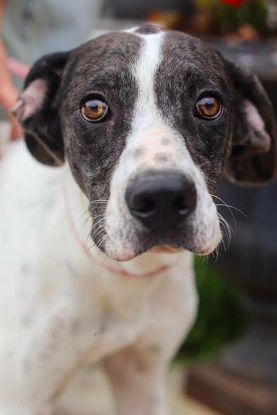 Odin, adopted, Young Male Great Dane.