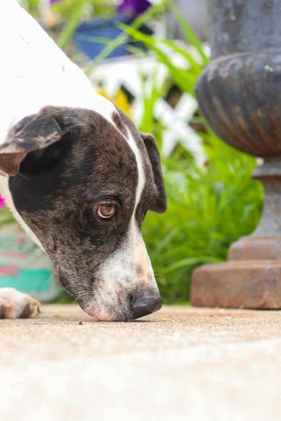 Enlarge Odin, an adopted mixed breed in Toledo, OH image 4/4
