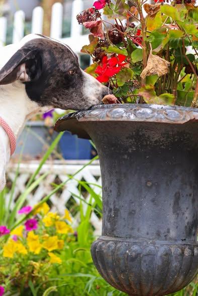 Enlarge Odin, an adopted mixed breed in Toledo, OH image 2/4