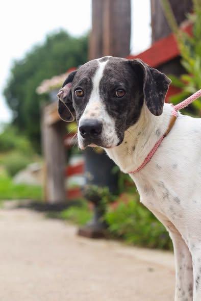 Enlarge Odin, an adopted mixed breed in Toledo, OH image 3/4