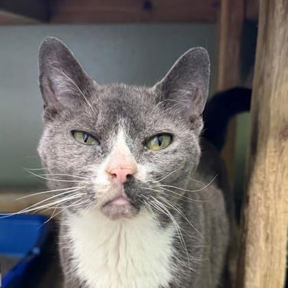 Cleo, Adoptable, Senior Female Domestic Short Hair & Domestic Short Hair.