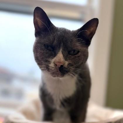 Enlarge Cleo, a Adoptable mixed breed in East Montpelier, VT image 2/3