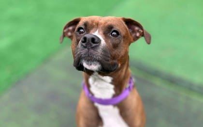 Freya, Adoptable, Young Female Pit Bull Terrier & Mixed Breed.
