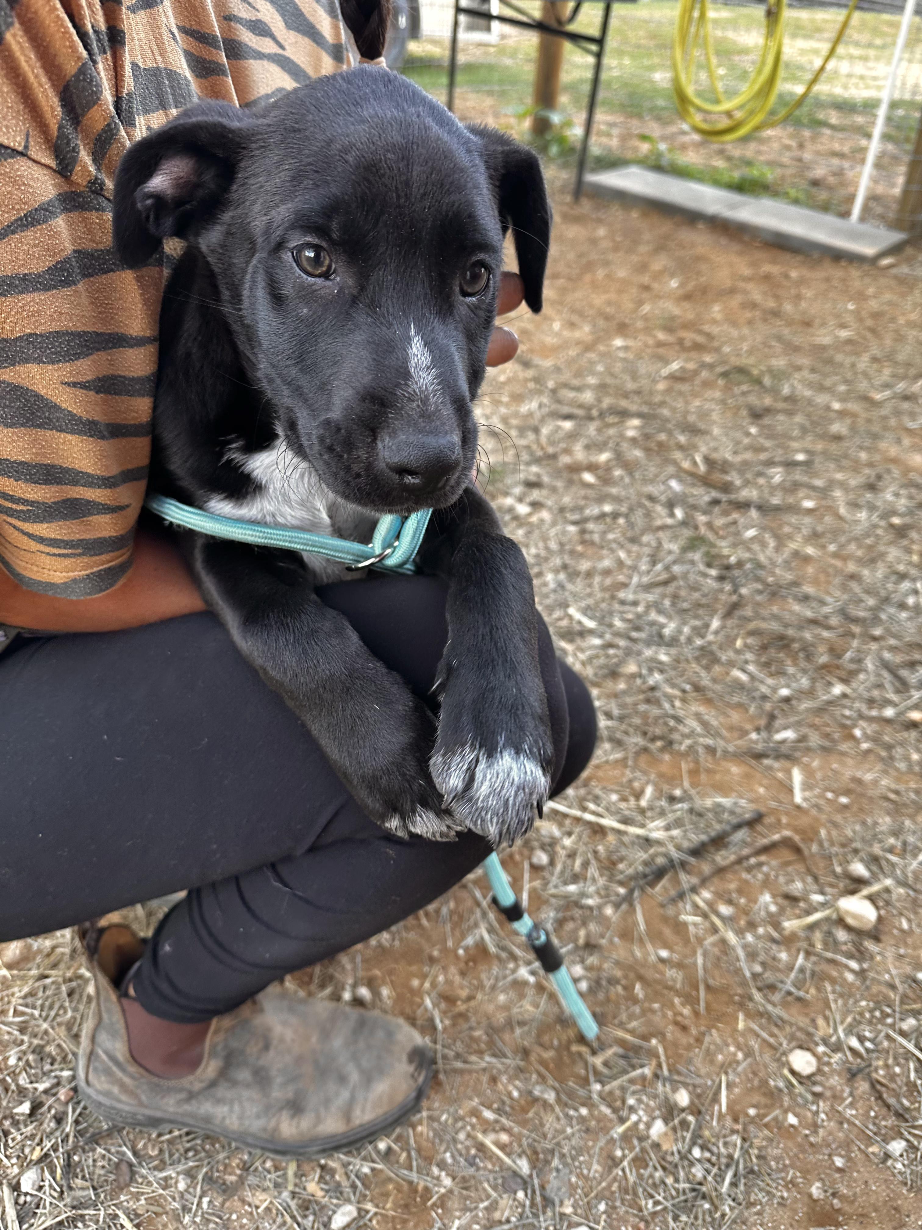 Enlarge Simon, an adopted mixed breed in Seguin, TX image 4/4