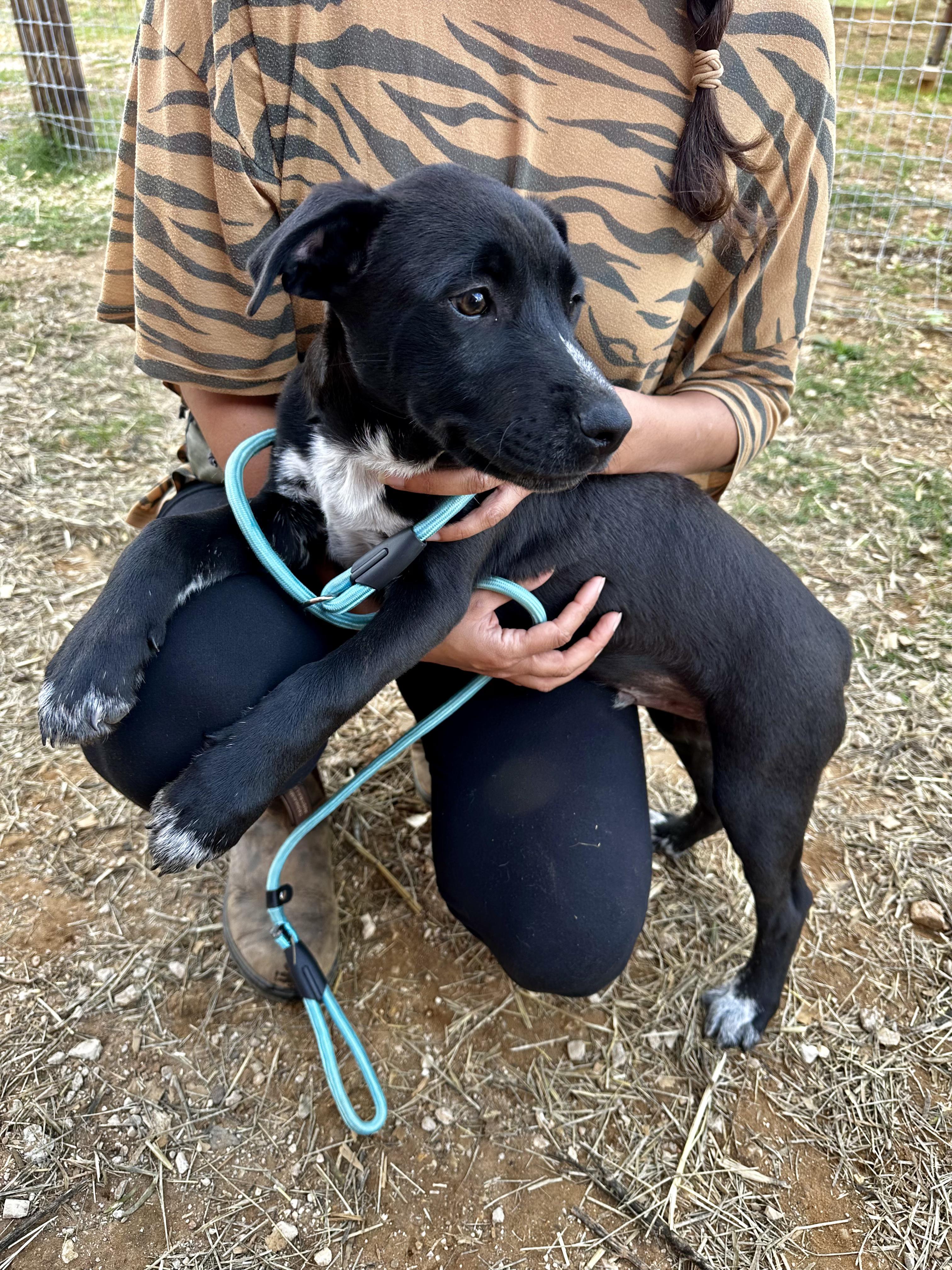 Simon, adopted, Puppy Male Labrador Retriever & Black Mouth Cur.