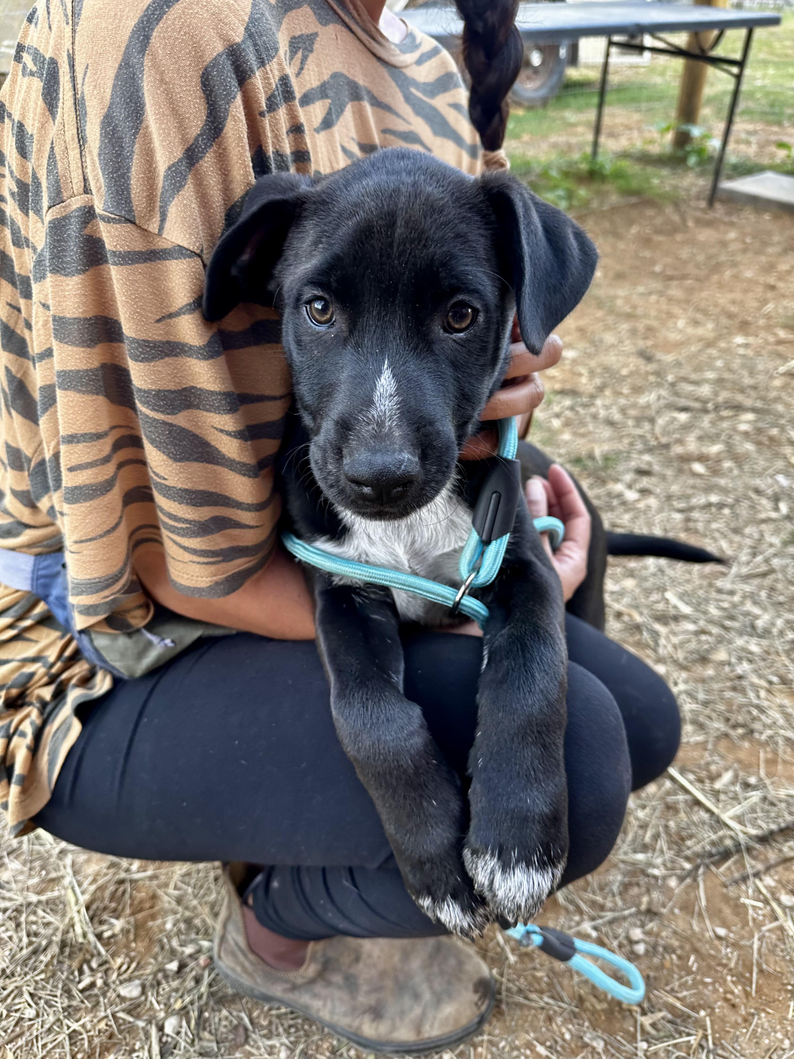 Enlarge Simon, an adopted mixed breed in Seguin, TX image 3/4