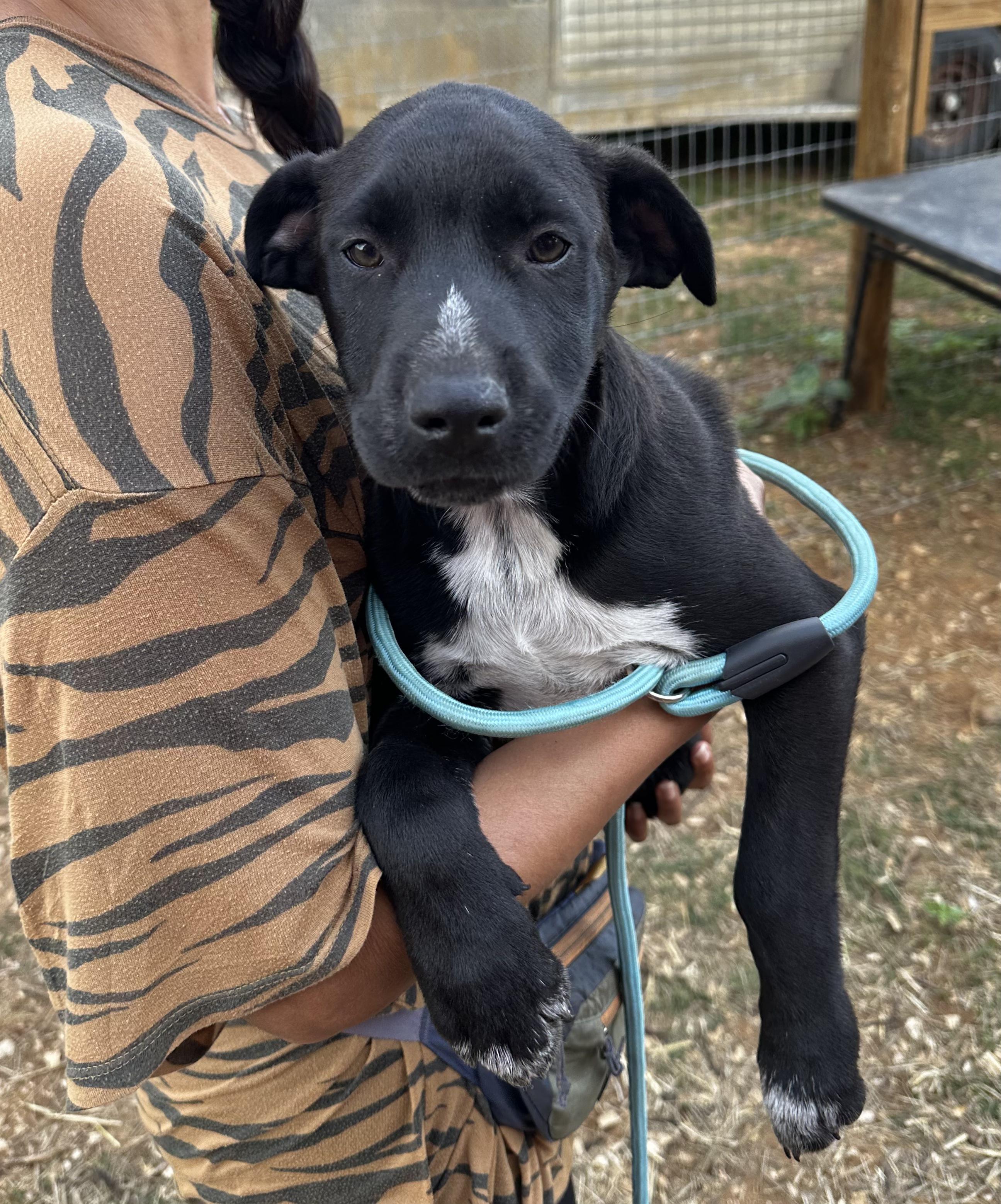 Enlarge Simon, an adopted mixed breed in Seguin, TX image 2/4