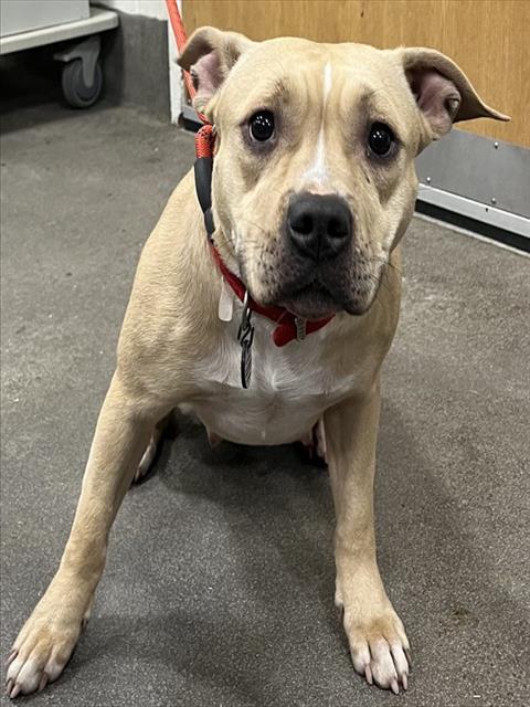 Enlarge CARAMEL, a Adoptable Terrier in Upper Marlboro, MD image 1/1