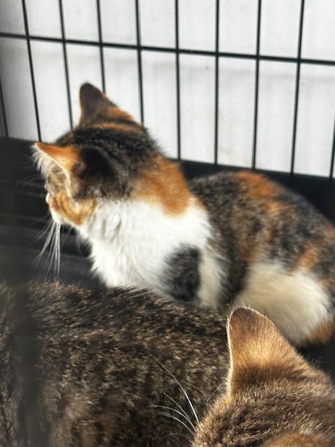 Endora, Adoptable, Young Female Calico.