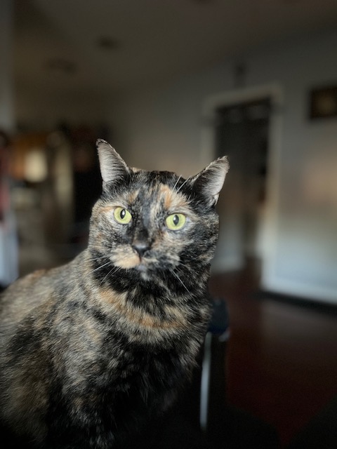 Enlarge Lucy, a Adoptable American Bobtail in Watonga, OK image 1/2