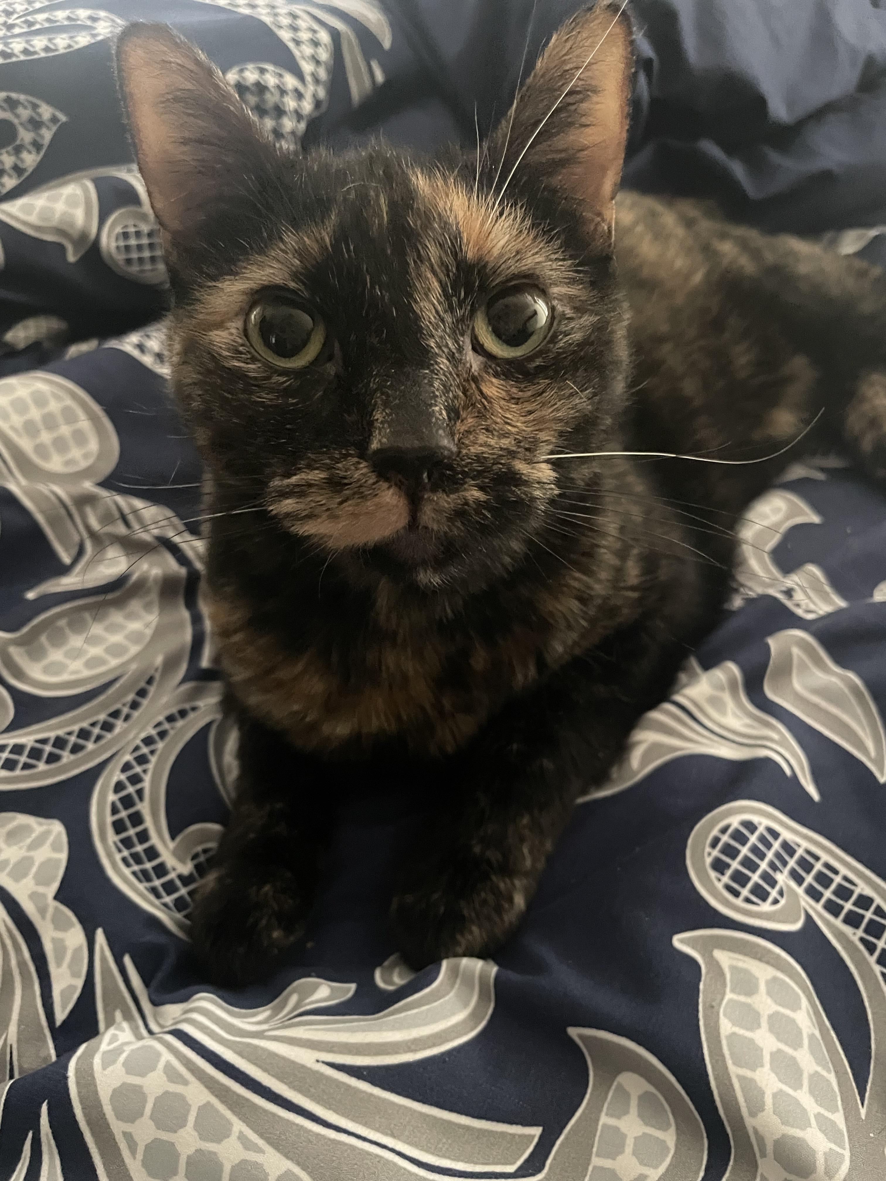 Enlarge Lucy, a Adoptable American Bobtail in Watonga, OK image 2/2