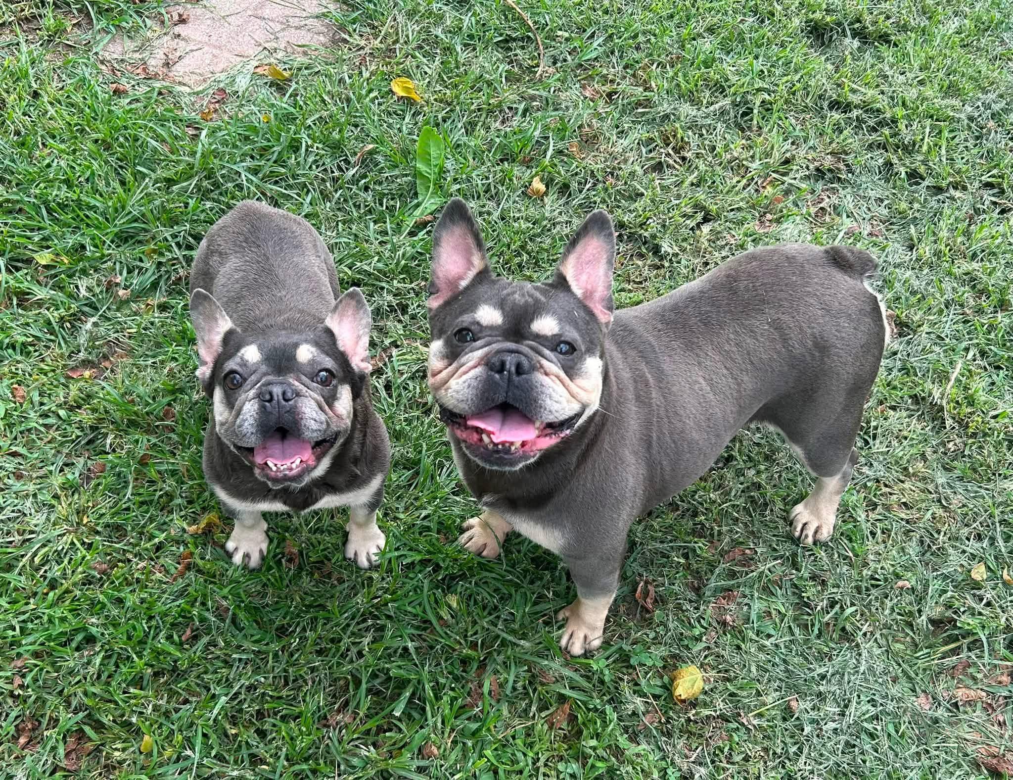 Enlarge Backfin, a Adopted French Bulldog in Jarrettsville, MD image 2/5