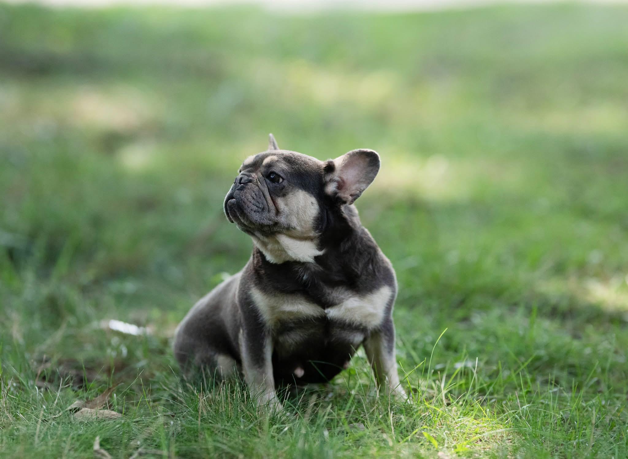 Enlarge Backfin, a Adopted French Bulldog in Jarrettsville, MD image 1/5