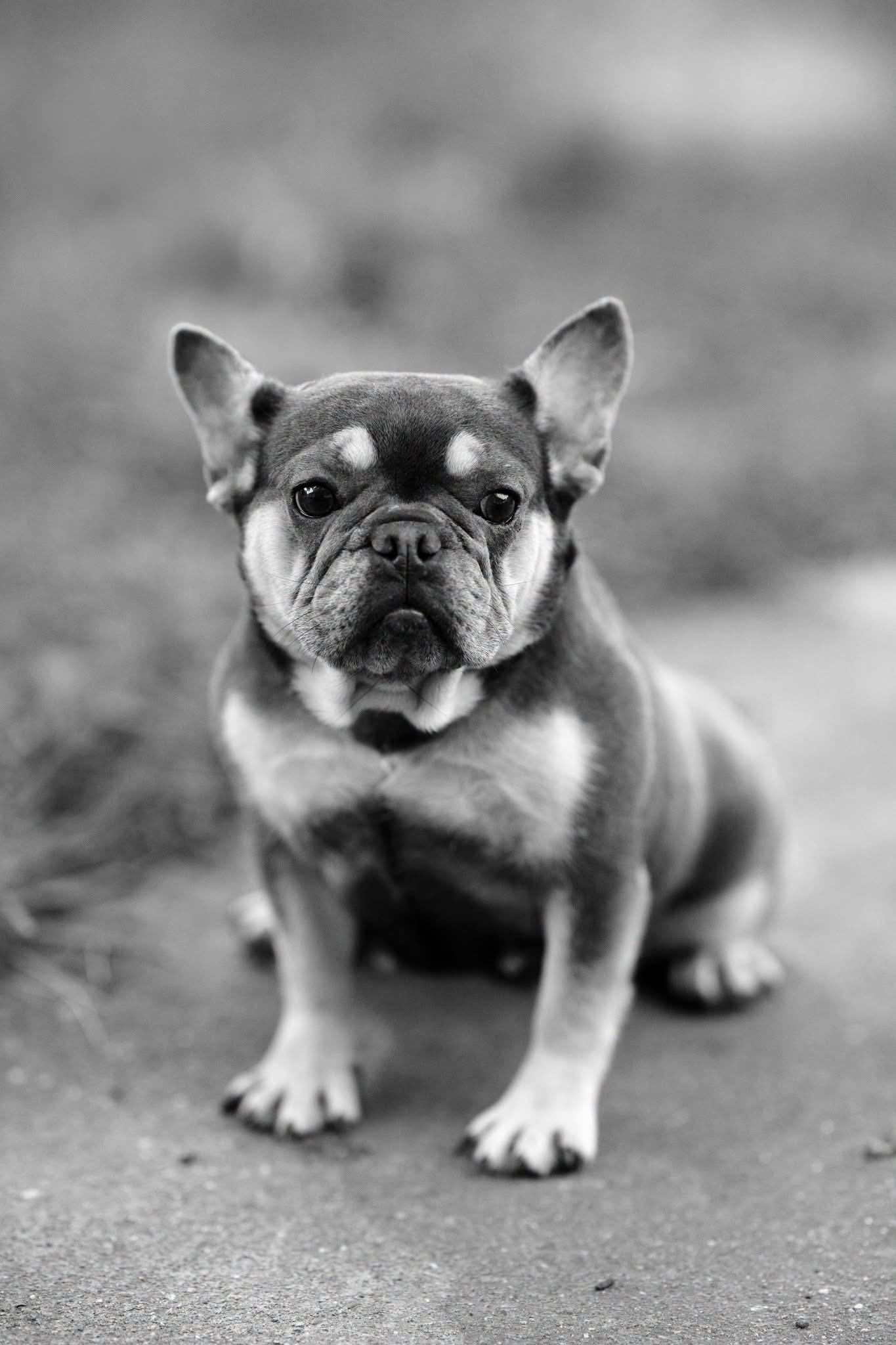 Enlarge Backfin, a Adopted French Bulldog in Jarrettsville, MD image 3/5