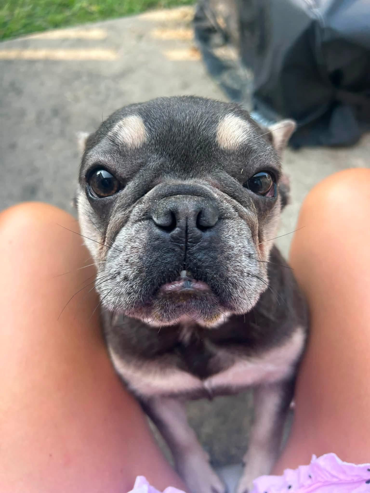 Enlarge Backfin, a Adopted French Bulldog in Jarrettsville, MD image 4/5