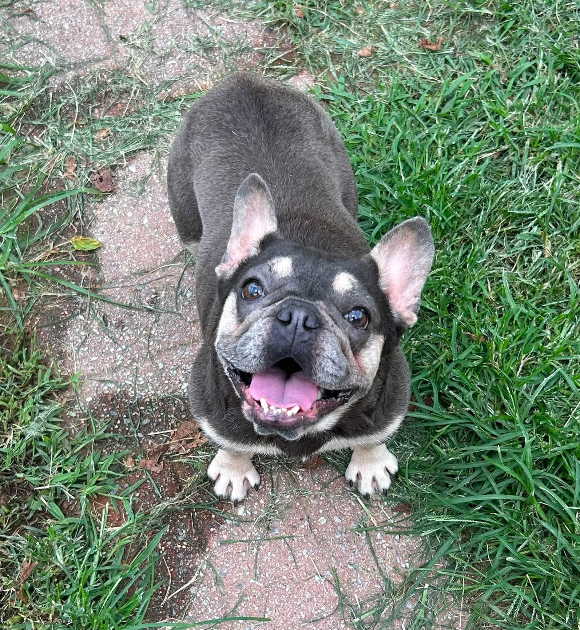 Enlarge Backfin, a Adopted French Bulldog in Jarrettsville, MD image 5/5
