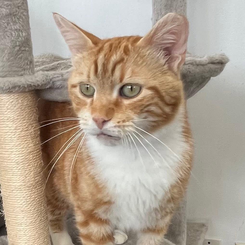 Jethro Bodine, Adoptable, Adult Male Domestic Short Hair.