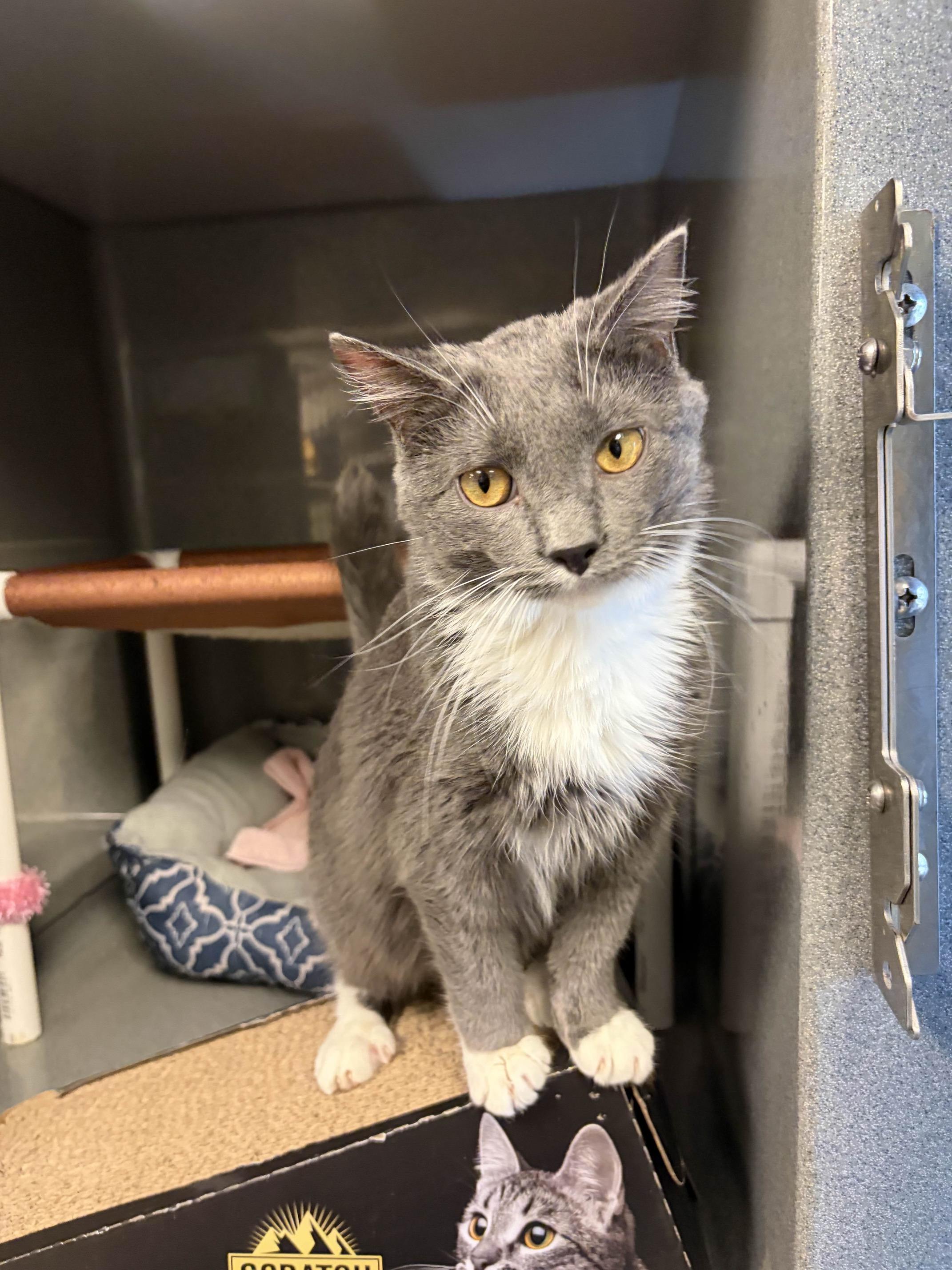 Enlarge Danny, a Adoptable Domestic Short Hair in Oberlin, OH image 1/5