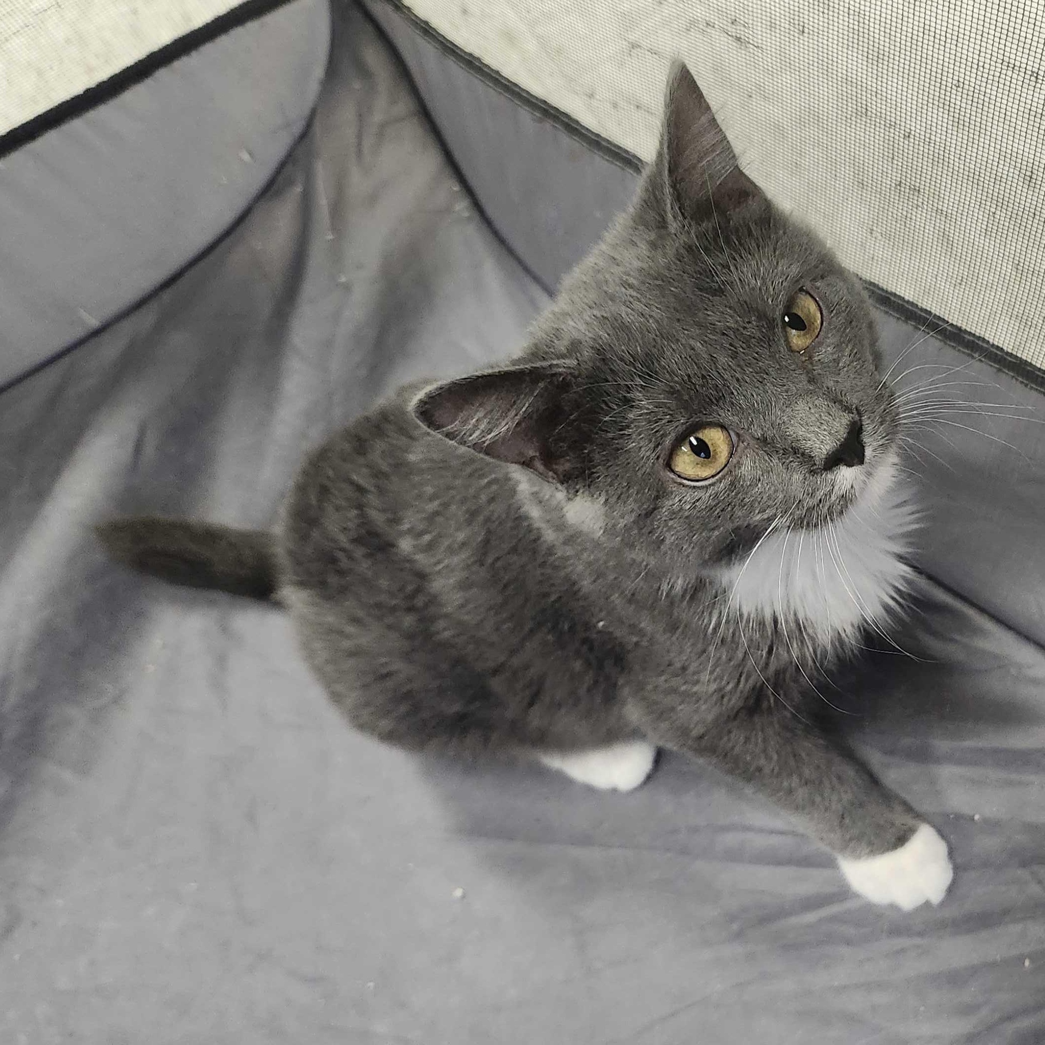 Danny, a Adoptable Domestic Short Hair in Oberlin, OH image 1/2