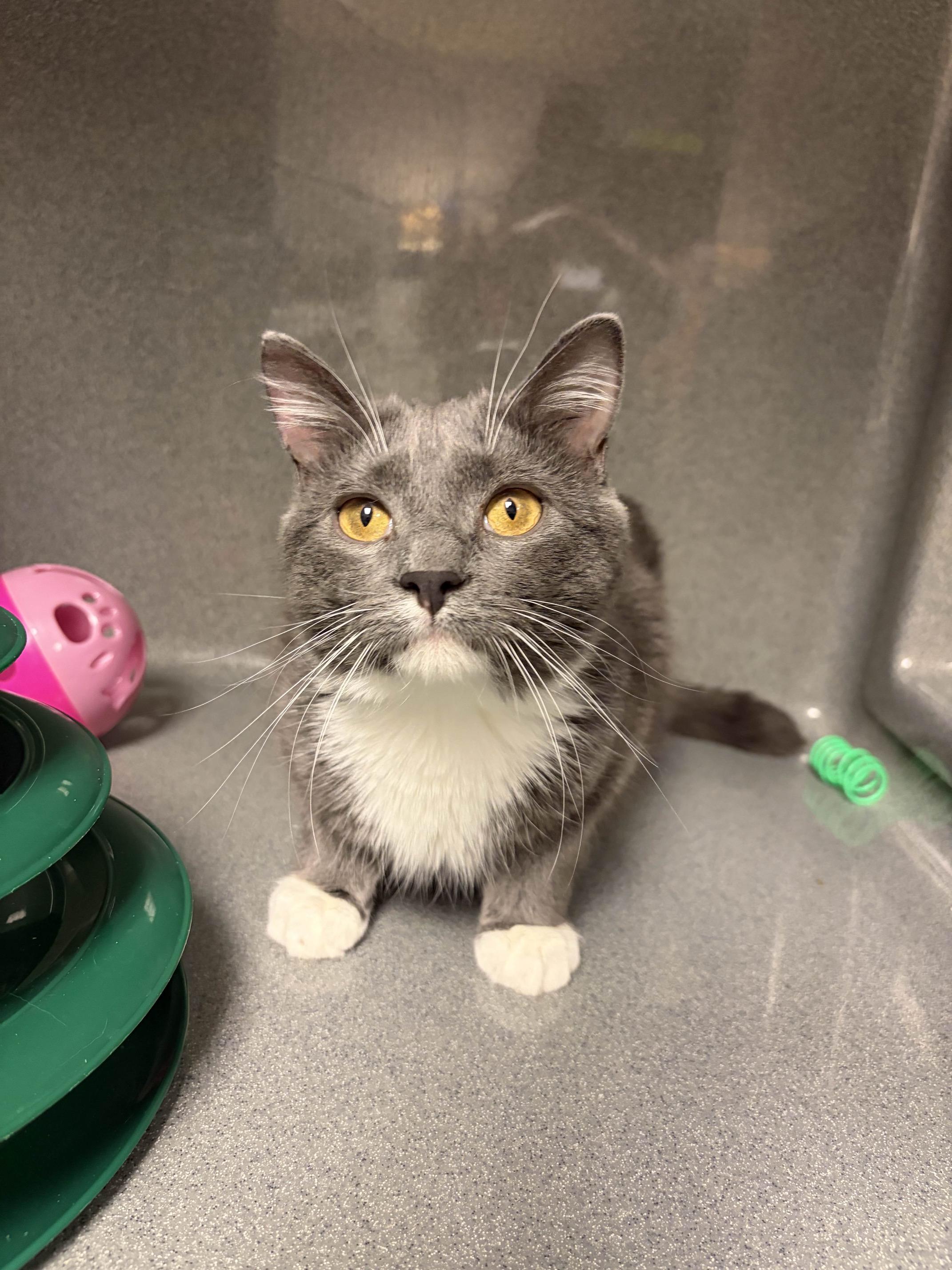 Enlarge Danny, a Adoptable Domestic Short Hair in Oberlin, OH image 3/5