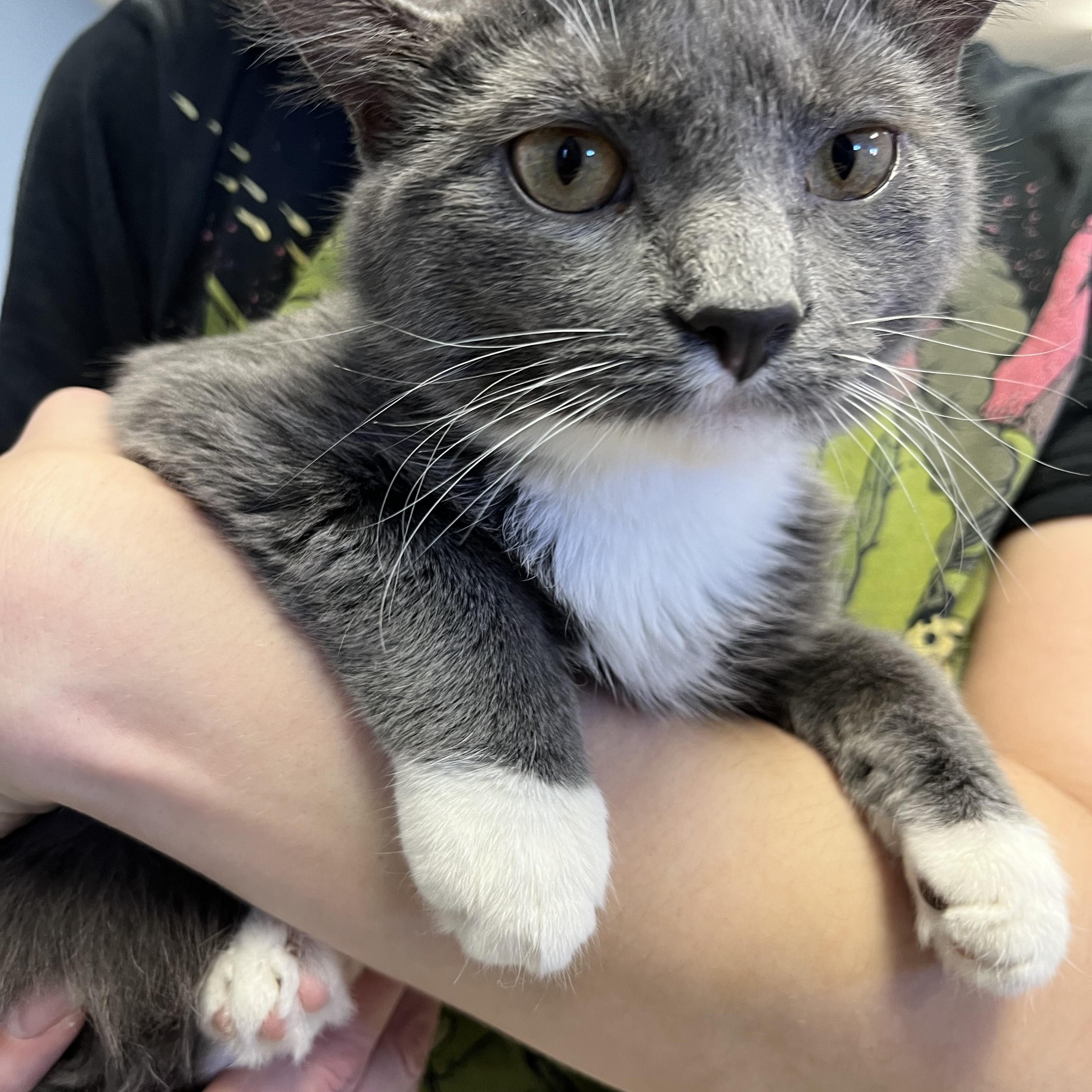 Danny, a Adoptable Domestic Short Hair in Oberlin, OH image 2/2