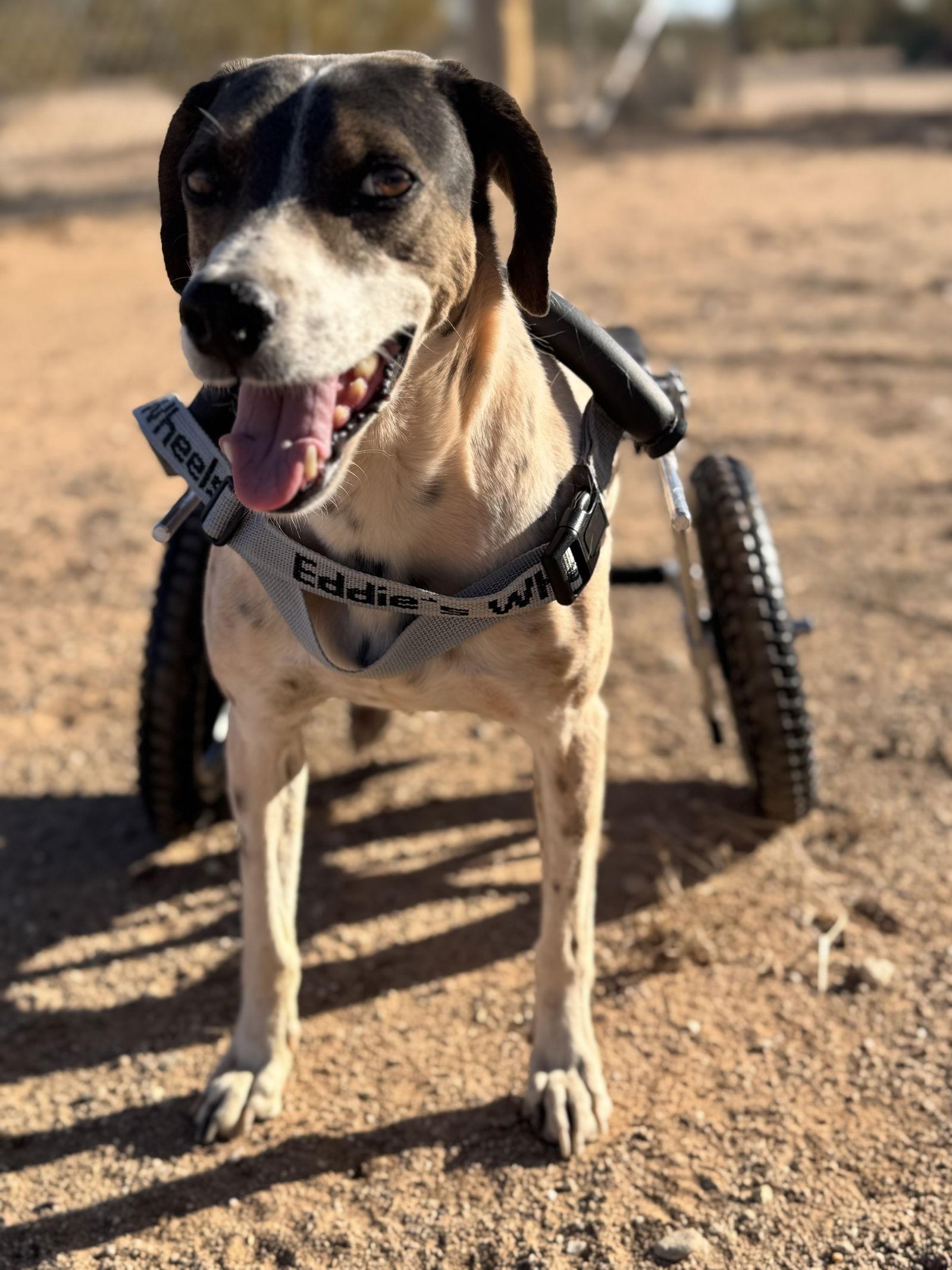 Enlarge Dale, a Adoptable English Pointer in Queen Creek, AZ image 1/4